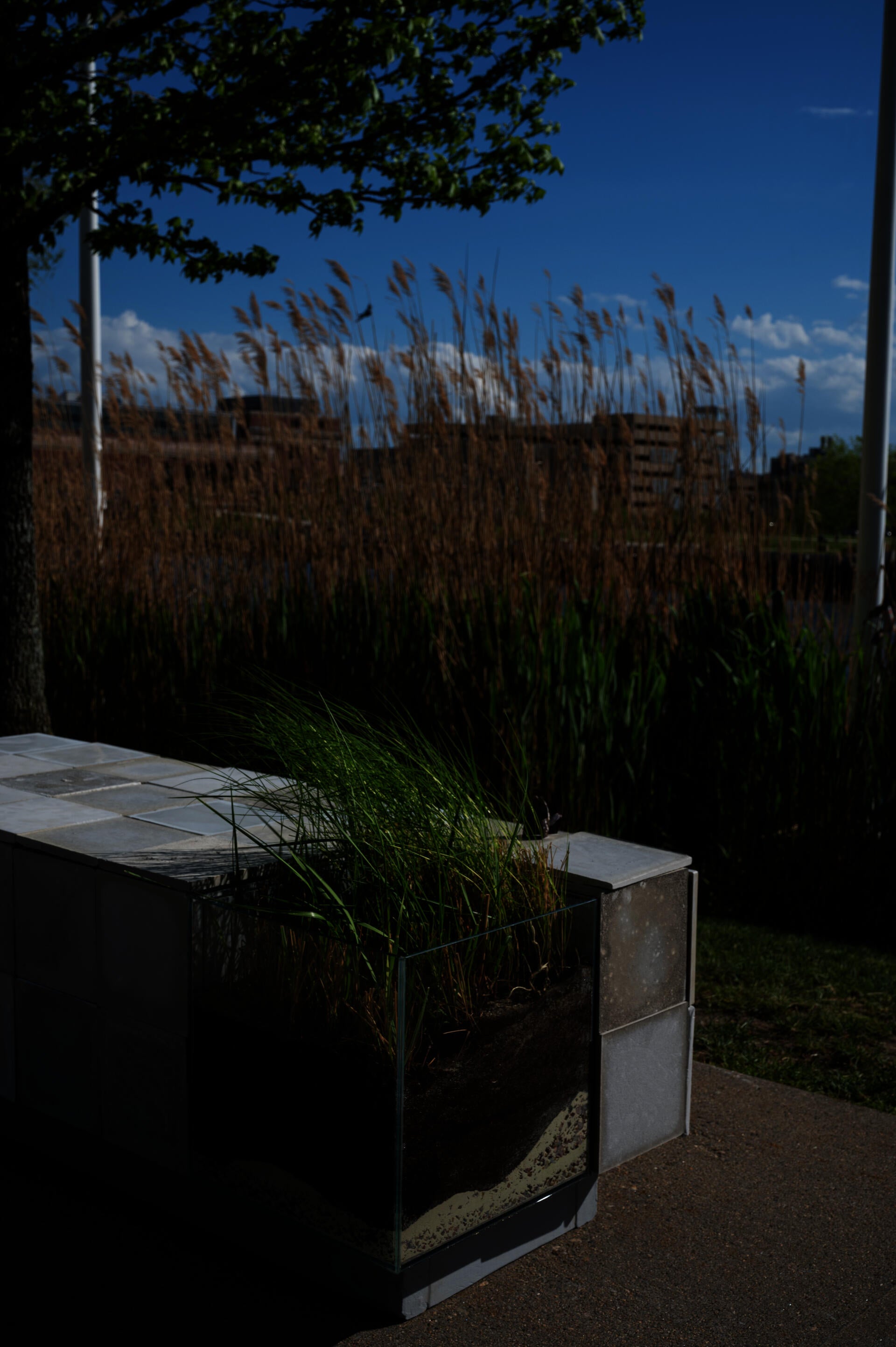 A square-foot of marsh