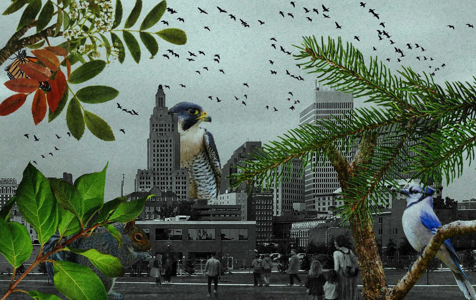 A conceptual collage depicts a black and white city scene. Animals (a peregrine falcon, squirrel, monarch butterfly, and bluejay) are enlarged, foregrounded, and in color.