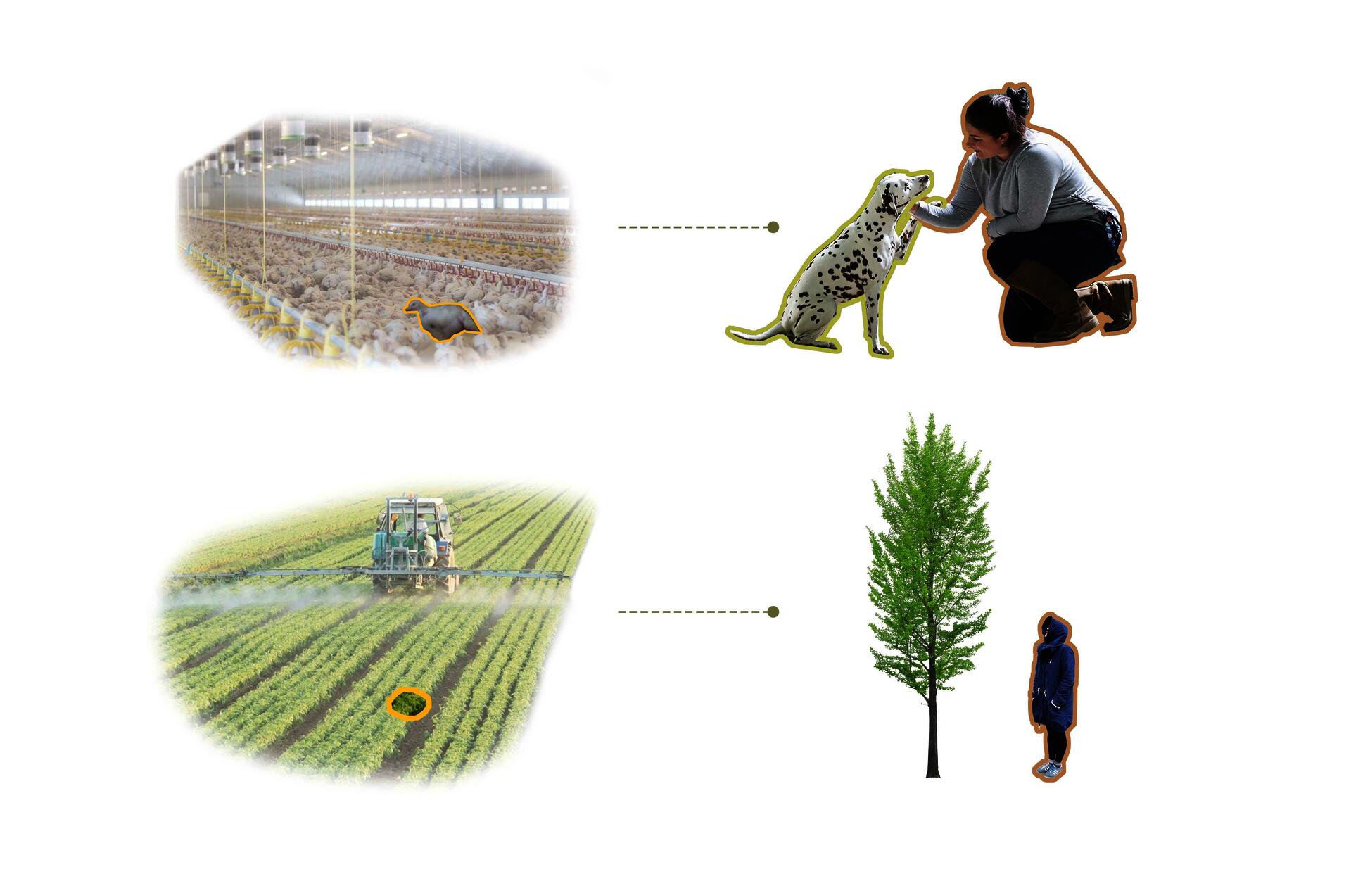 A comparison of the different relationships people have with a chick in the farm and a pet dog who is a beloved family member. And imagine we transplant the second kind of relationship into street trees.