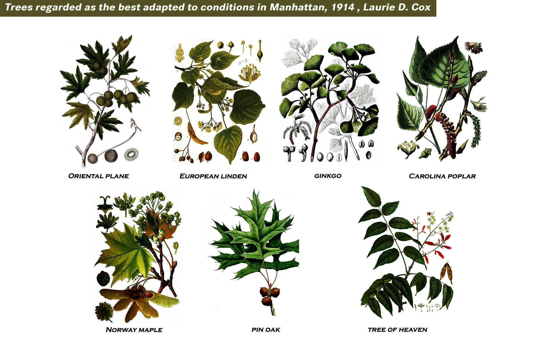 Trees regarded as the best adapted to conditions in Manhattan, 1914