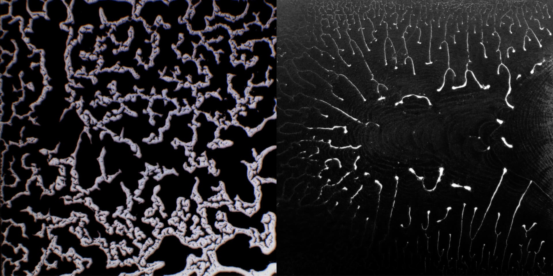 After putting one drop of soil solution onto the microslide, it automatically formed this sophisticated pattern which inspired the thinking of 'Soil Intelligence'.