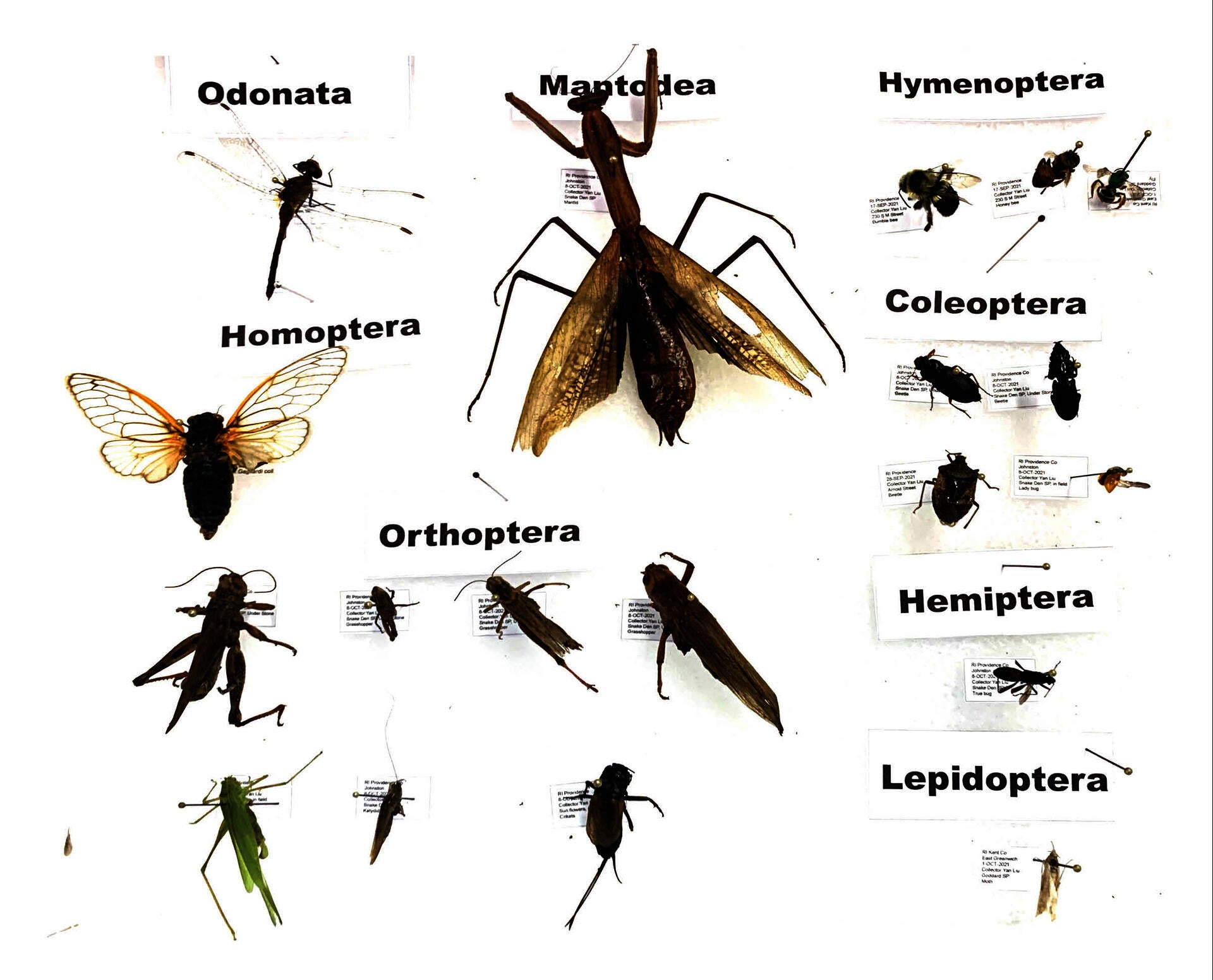 The collection of insects got me thinking about the connection between insects and the landscape