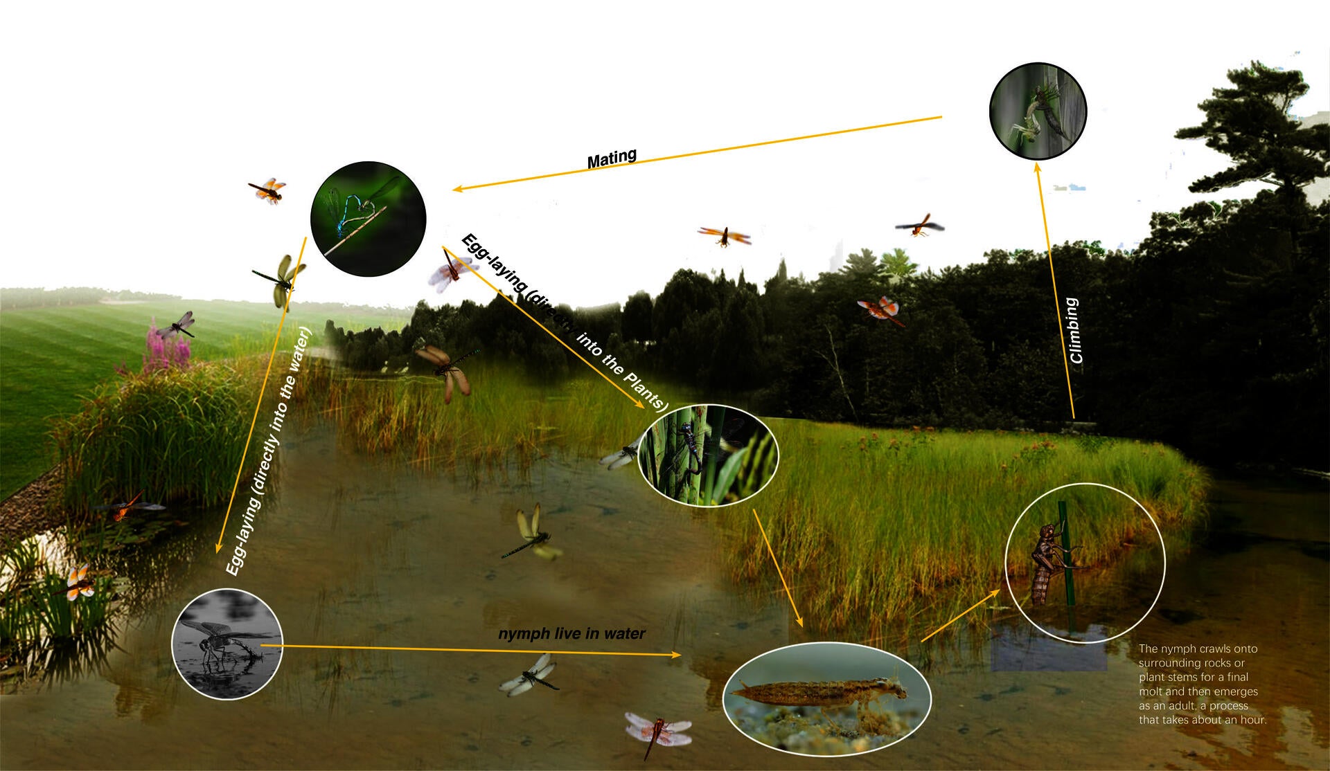In the life cycle of dragonflies, emergent plants occupy a very important position. Some dragonflies need emergent plants to lay eggs or climb.