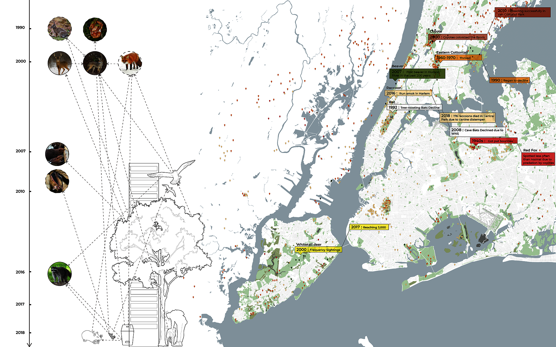 Shrinking natural habitats together with the availability of resources and shelter have attracted abundant wildlife to cities. These animal species have adjusted their habits to adapt to the urban environments and avoid direct contact with humans, becoming invisible inhabitants of the city.