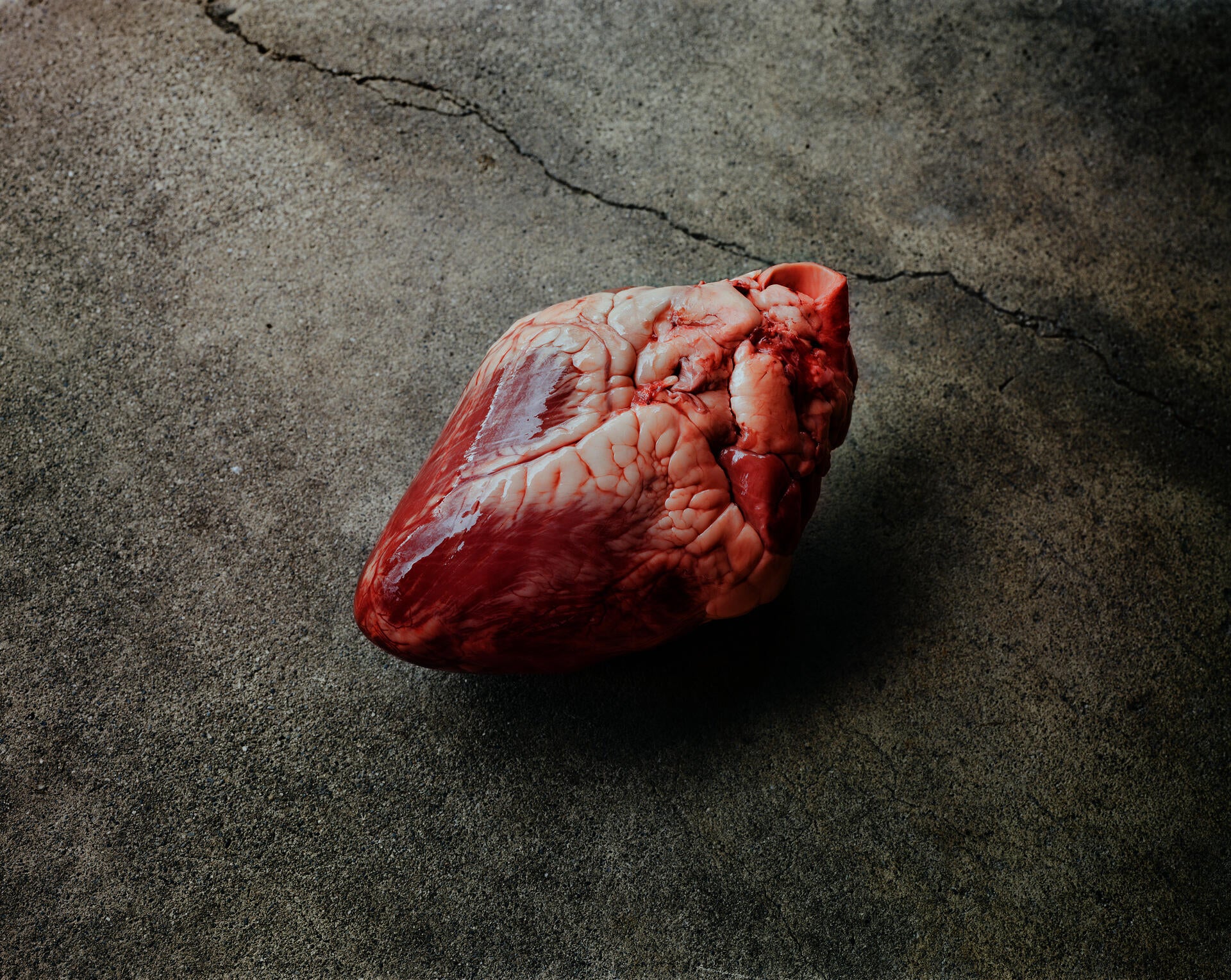 A color photograph of a red calf heart placed on a concrete surface.