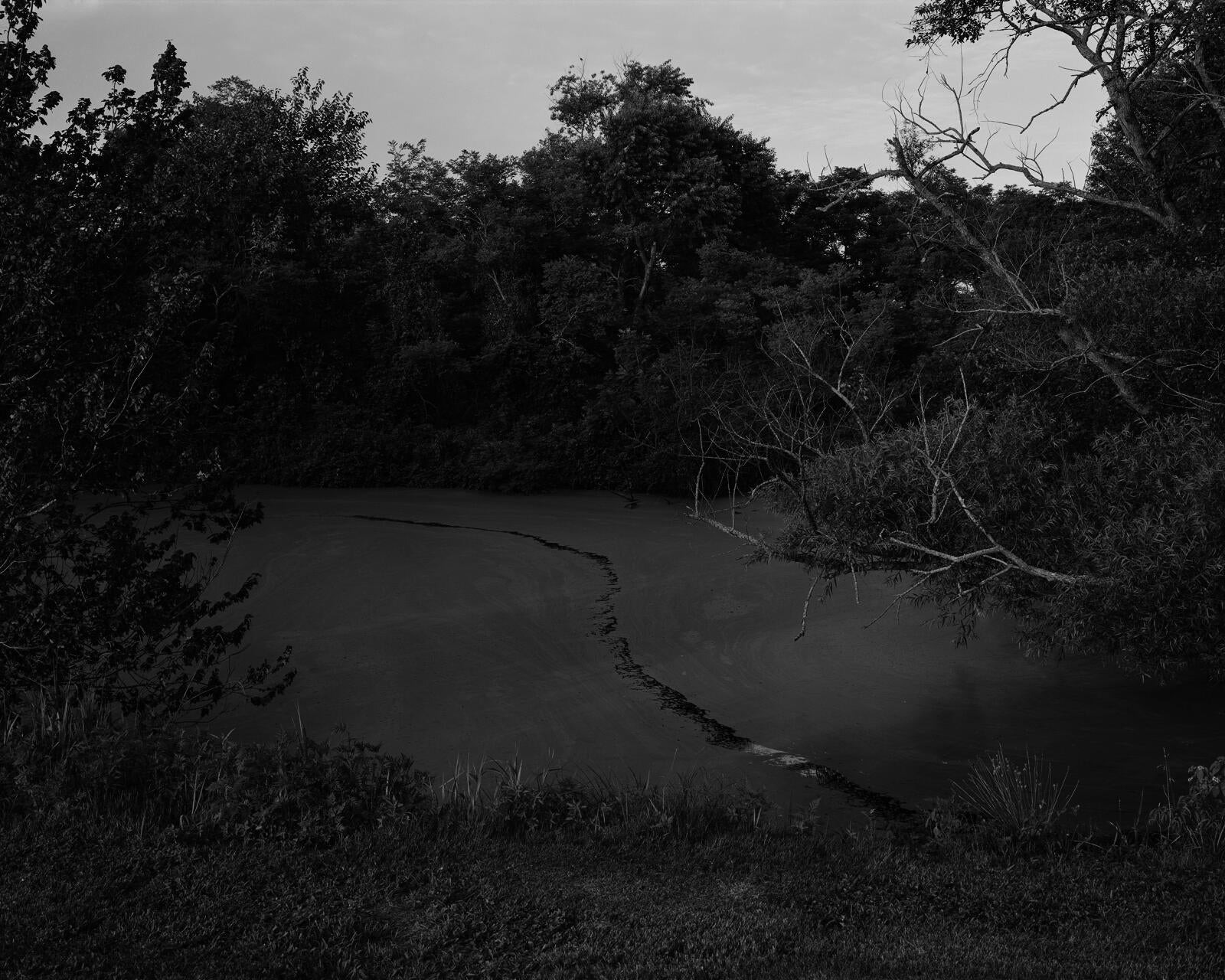 A small pond surrounded by trees. A wandering line cuts through the surface scum.