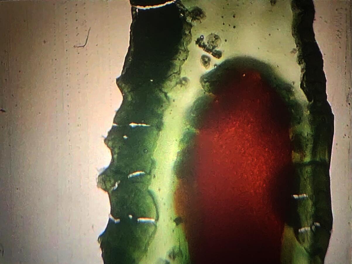 A green body with an orange organ