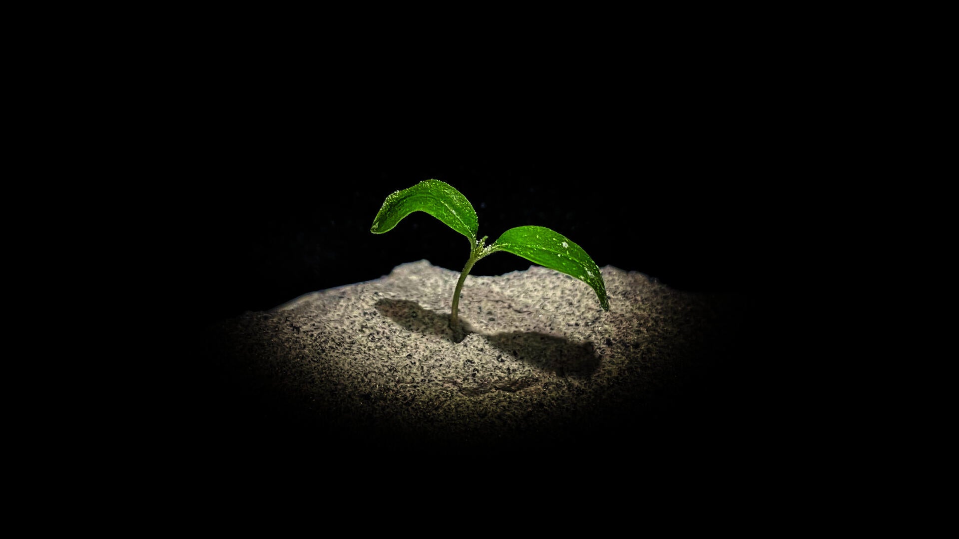 Cosmonaut Volkov seedling emerging from lunar regolith simulant.