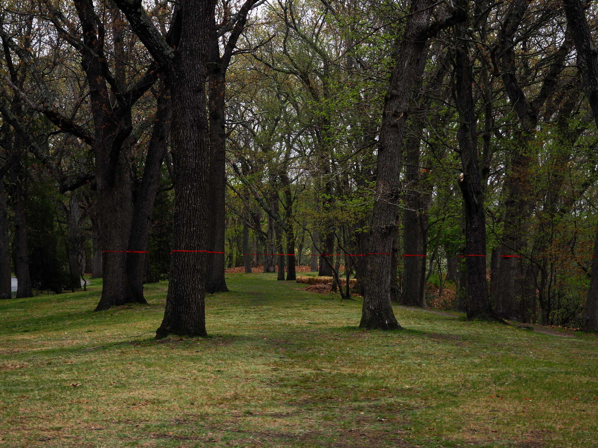 A group of trees that vanish into the distance wrapped in red ribbon along the horizon line. 