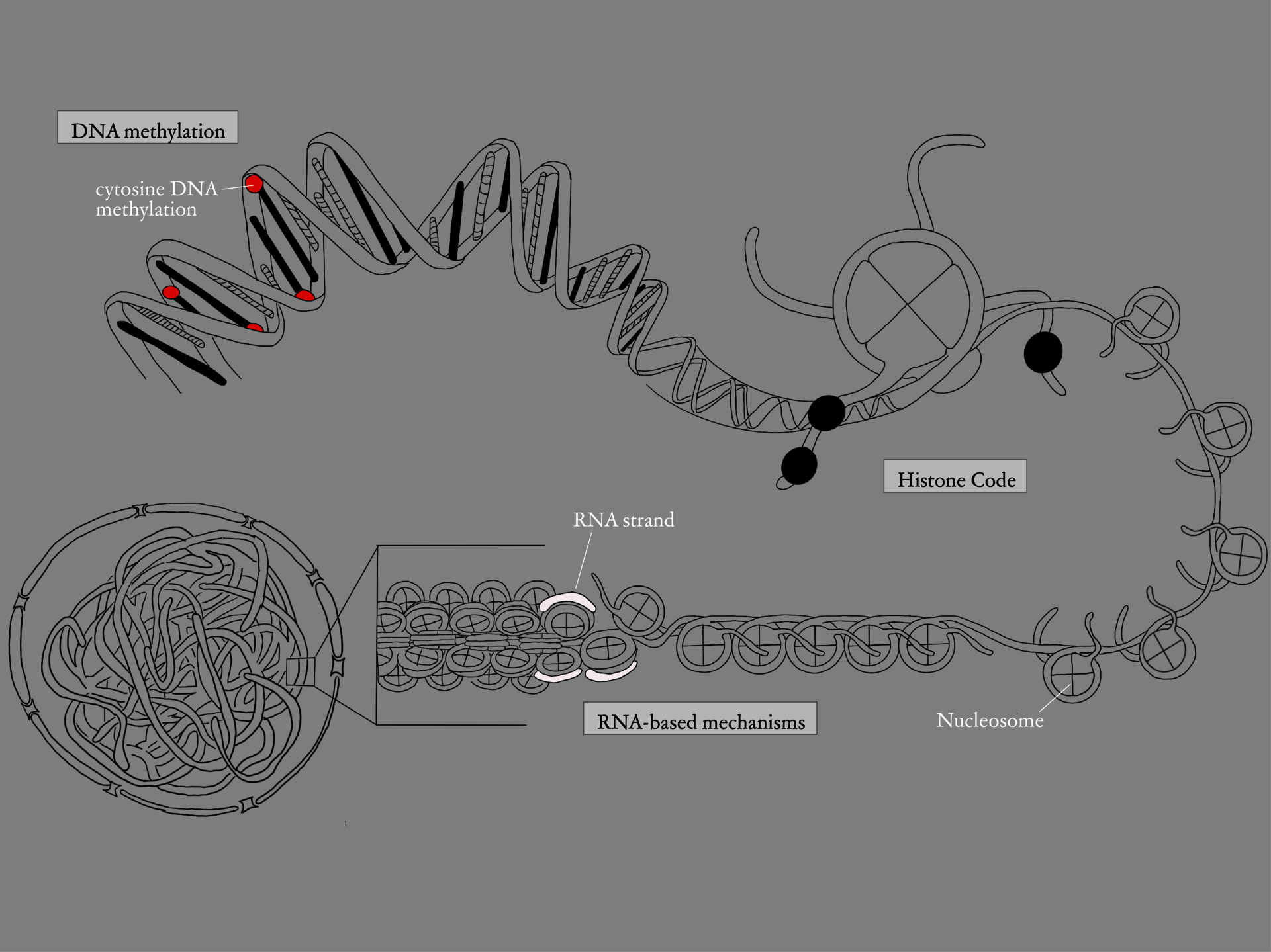 Diagram of epigenetic modifications being DNA methylation, Histone code, and RNA-based mechanisms. 