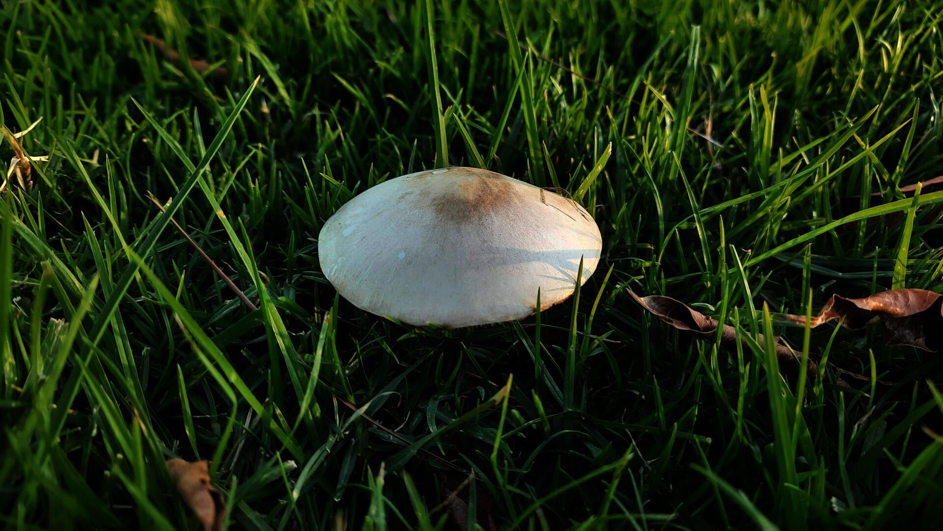Photograph of a white mushroom against a background of grass