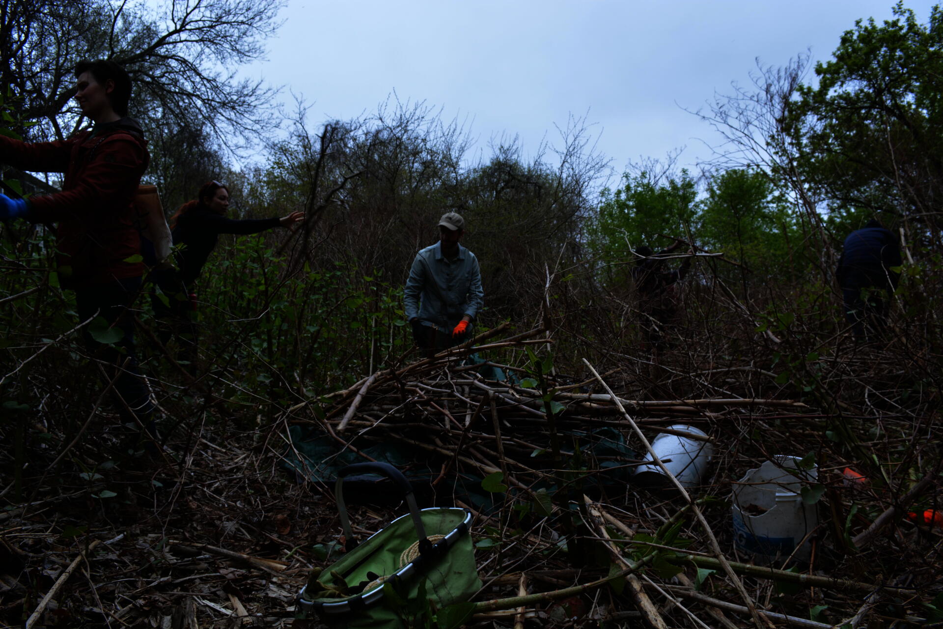 five people, in a forest of knotweed near Gano Park, actively harvesting the plant onto a tarp