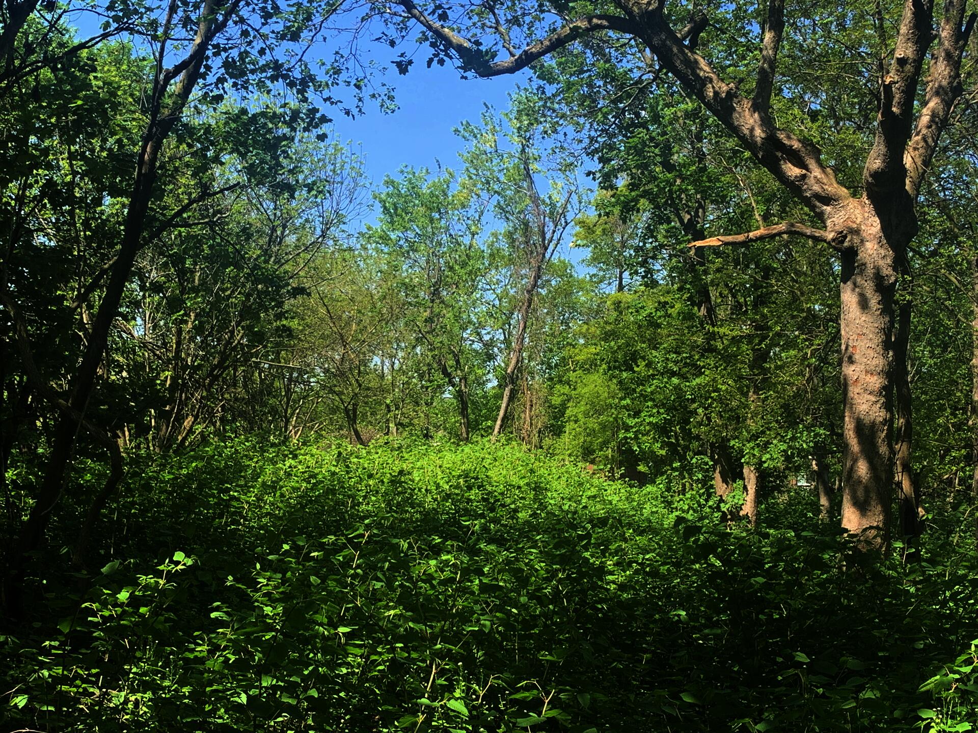 A living forest of newly grown knotweed near MLK Elementary School in Mt. Hope, Providence