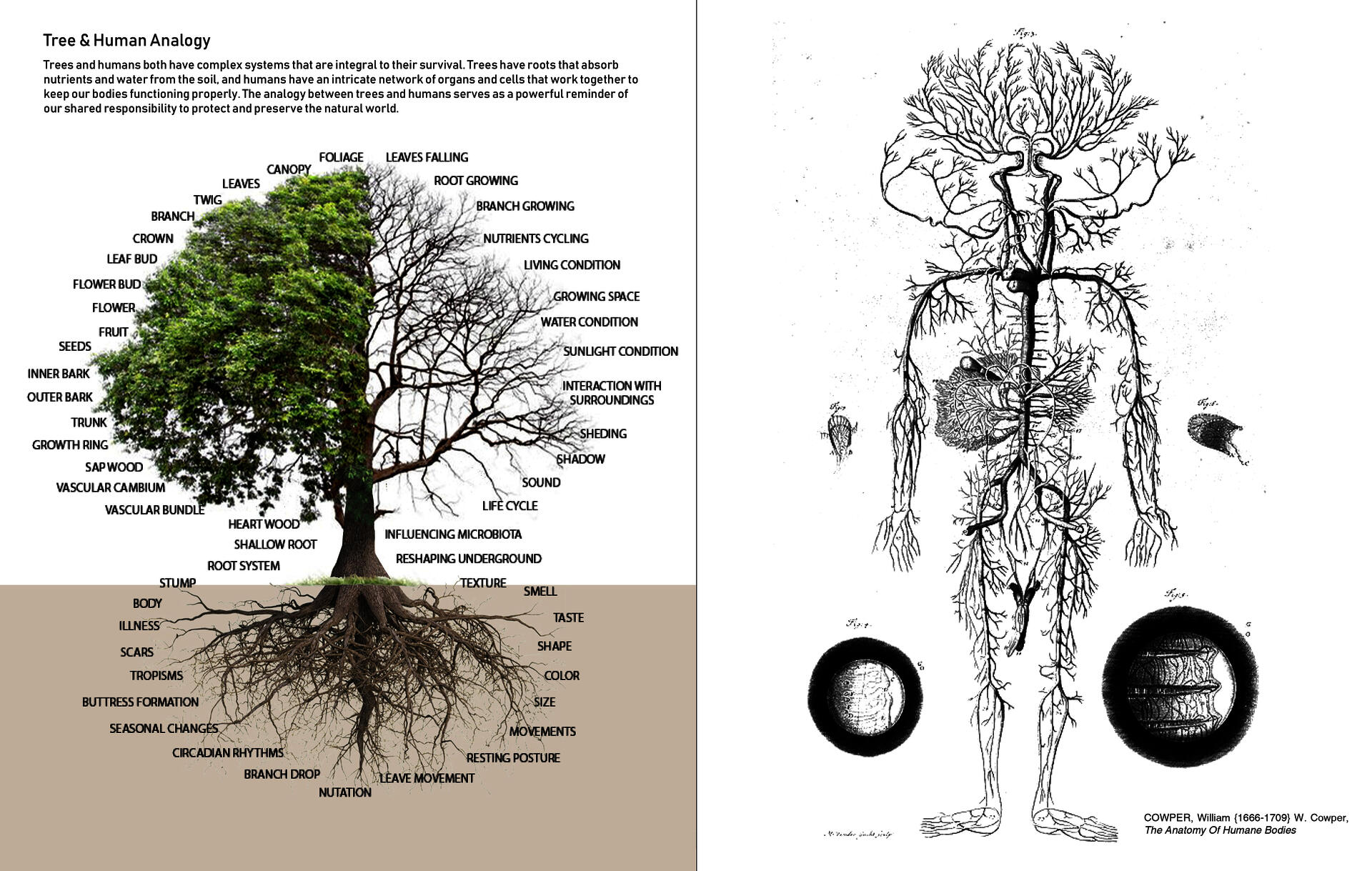 Tree & Human Analogy