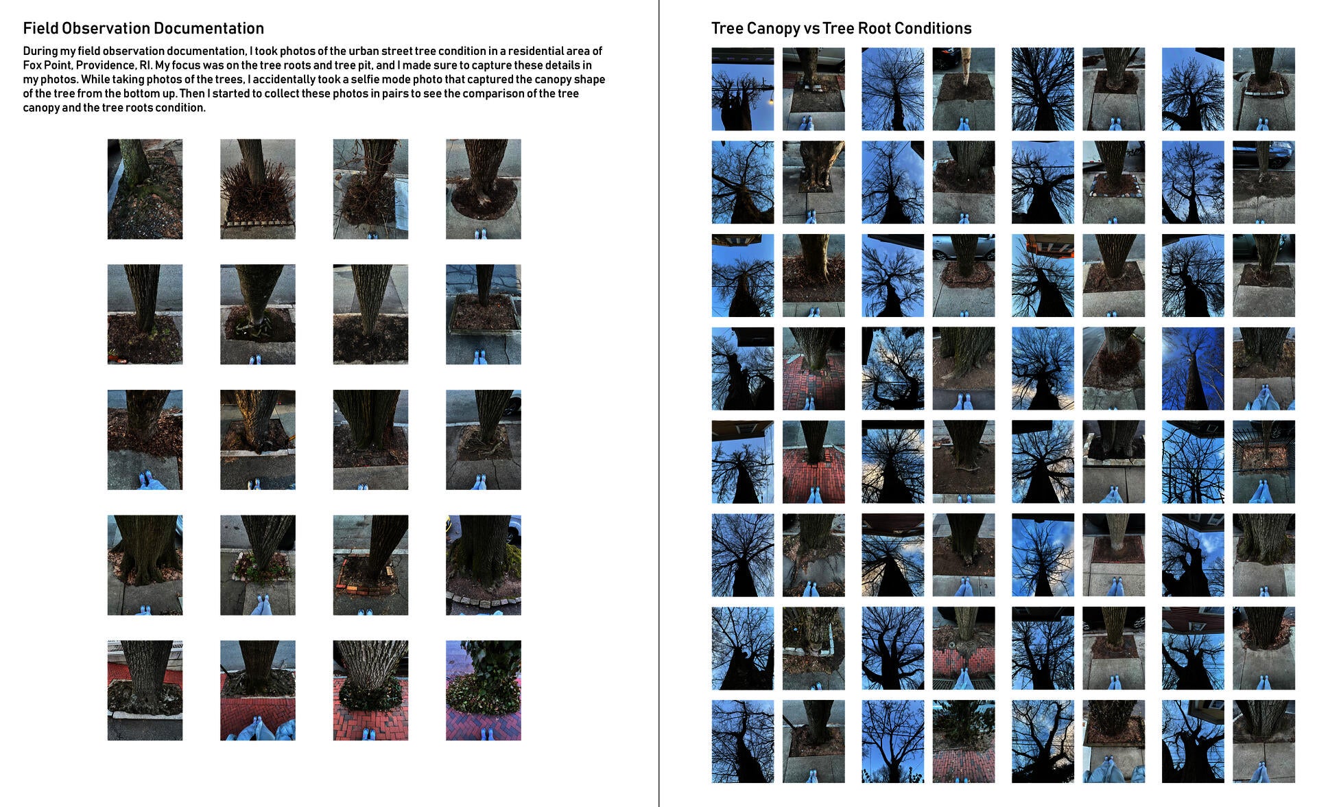Field observation documentation of street tree canopy and street tree root conditions in pairs.