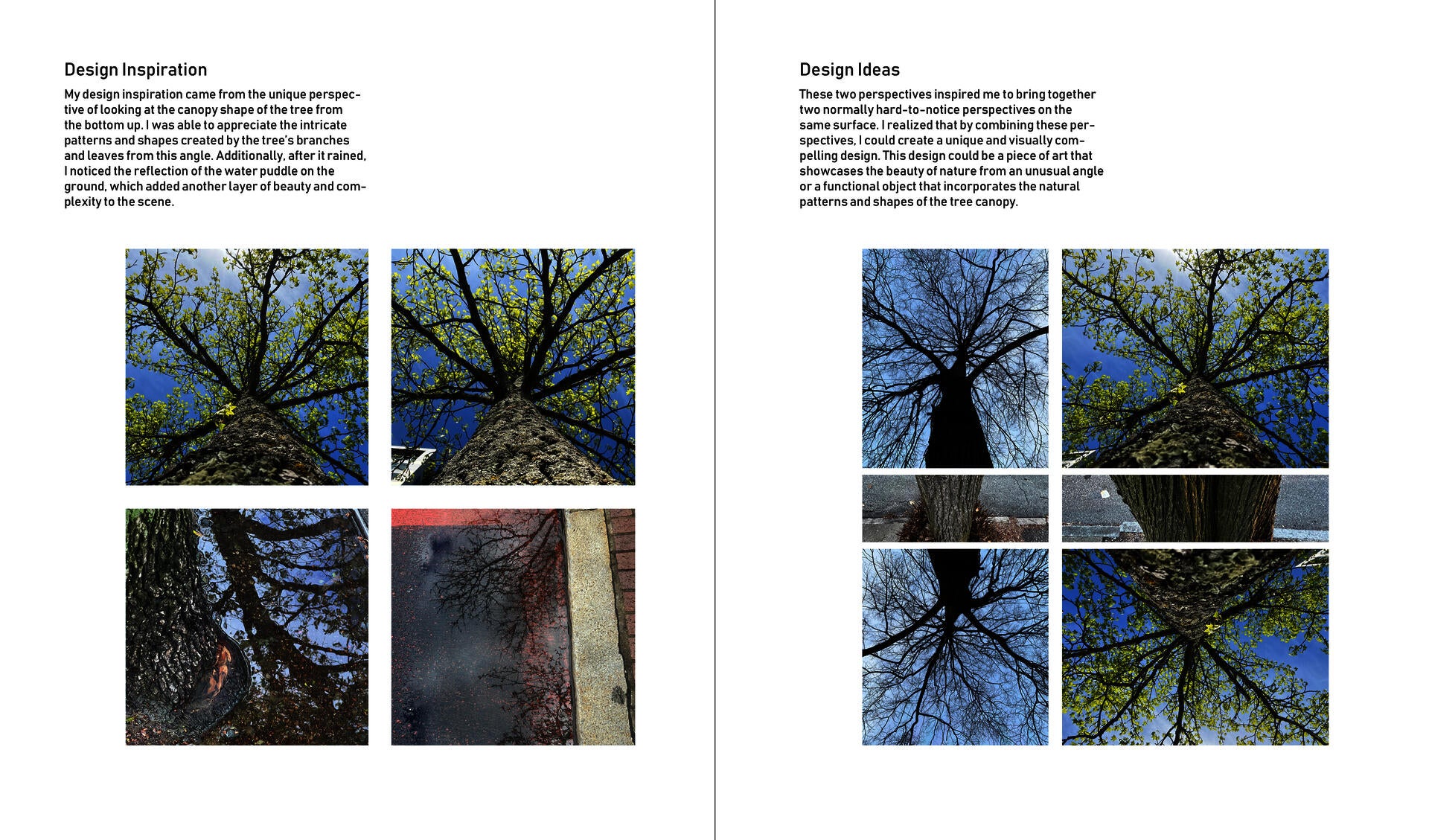Tree canopy and the reflection of canopy in water puddle. 