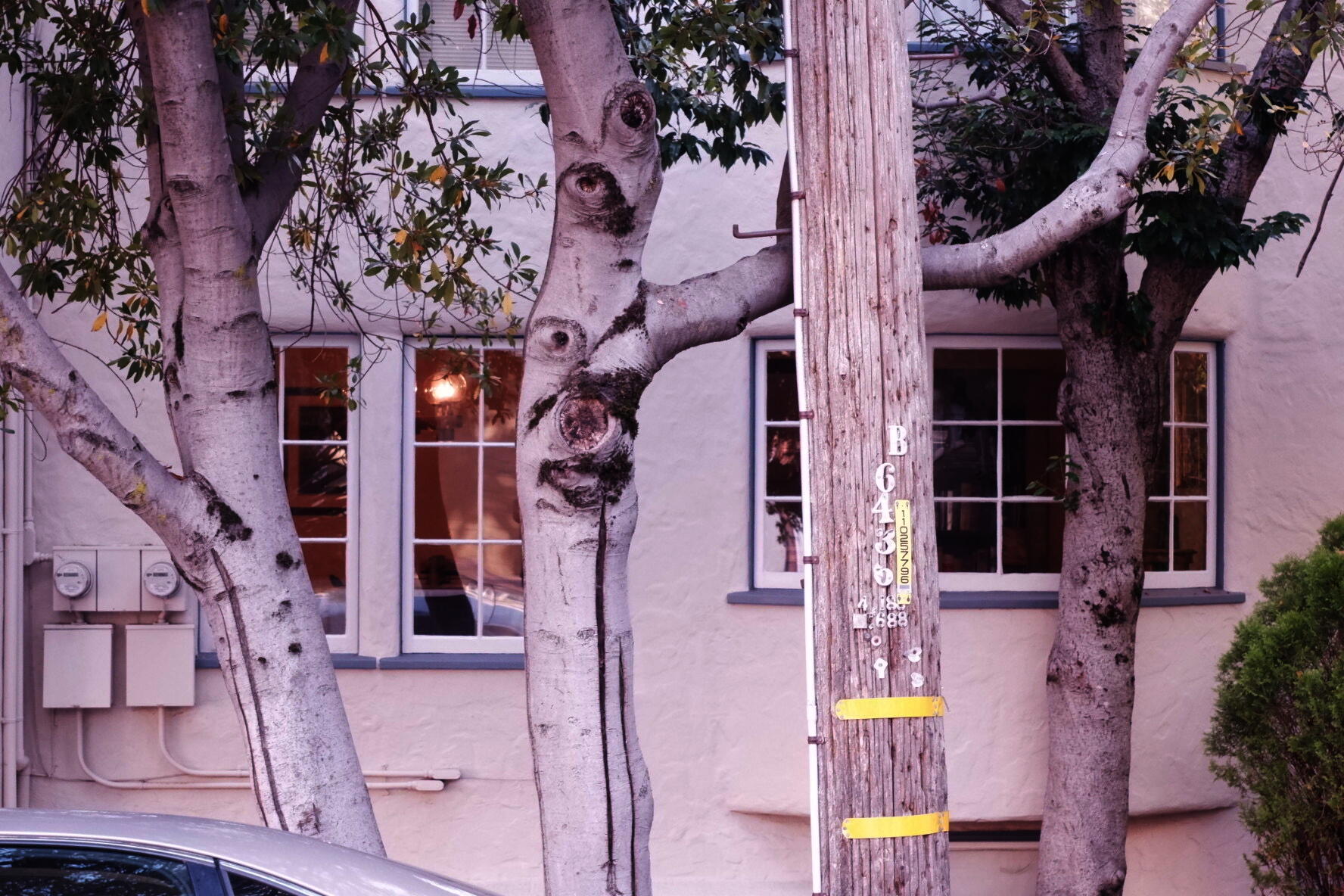 A photograph of a tree that looks uncannily like it has a face