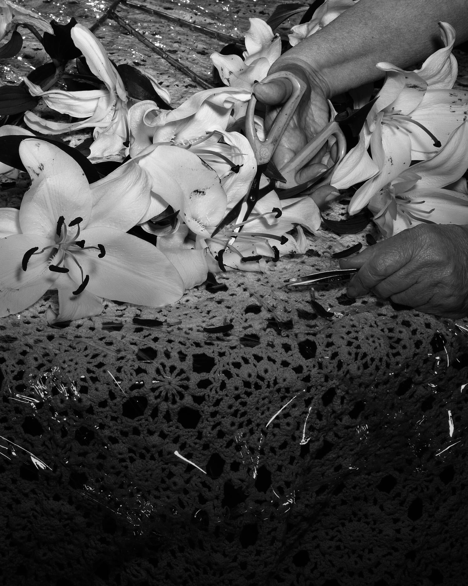 Black and white pigment print of lilies having their pestles removed on a table.