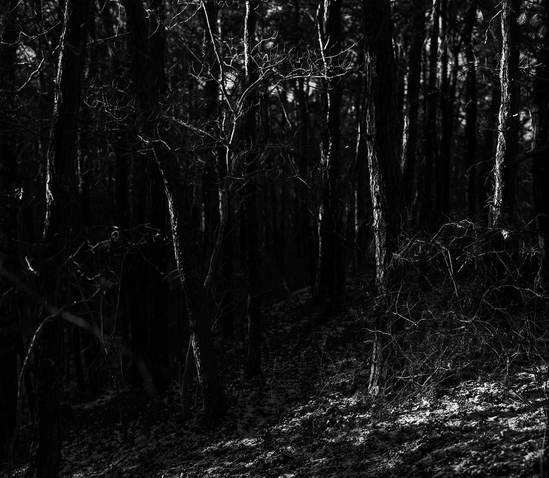 A black and white photograph of the woods in winter, with the evening sun just lighting up the sides of bar trees and the leafy foliage covering the ground.