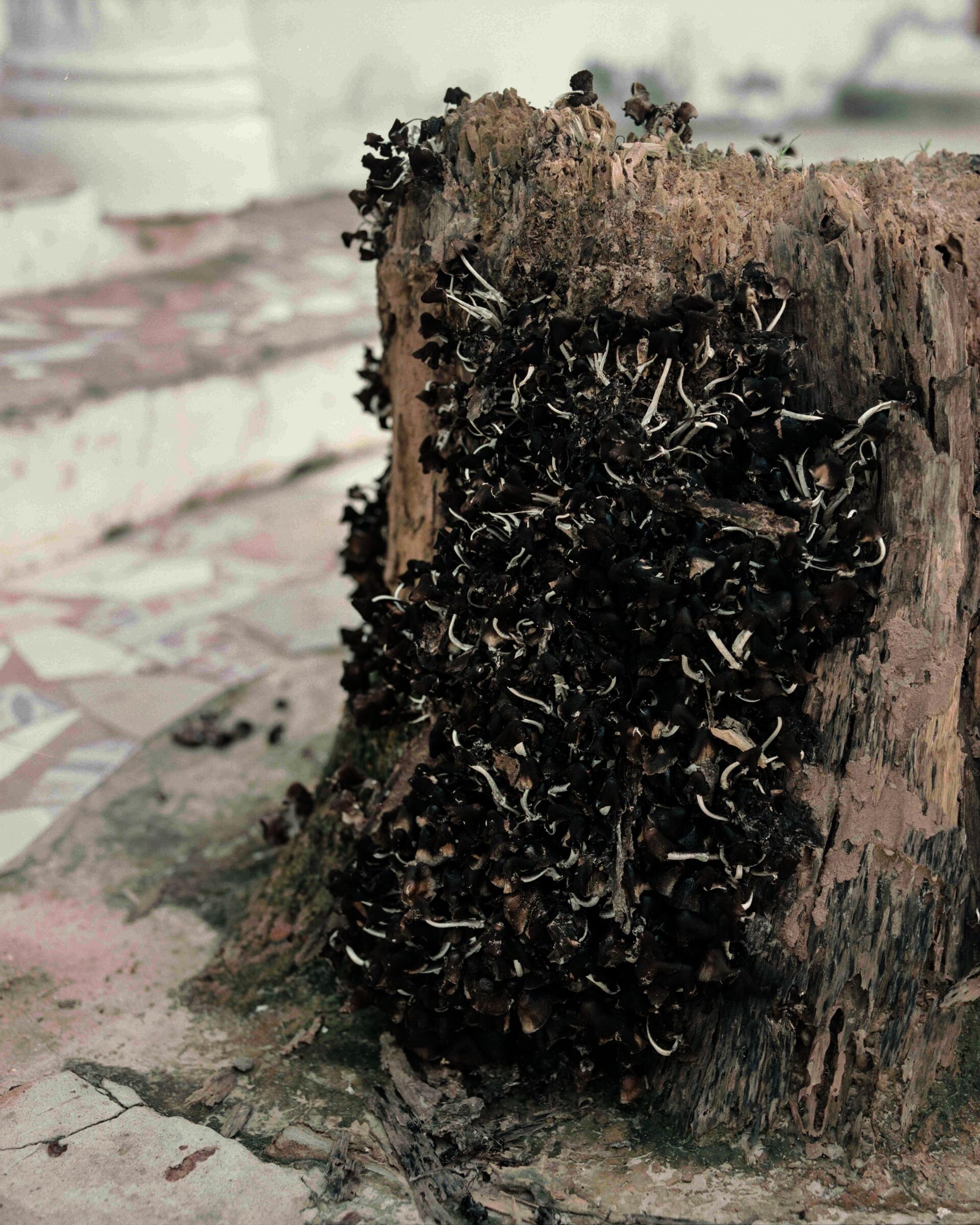 Archival pigment print from the Series "for Jarra & Iyo"