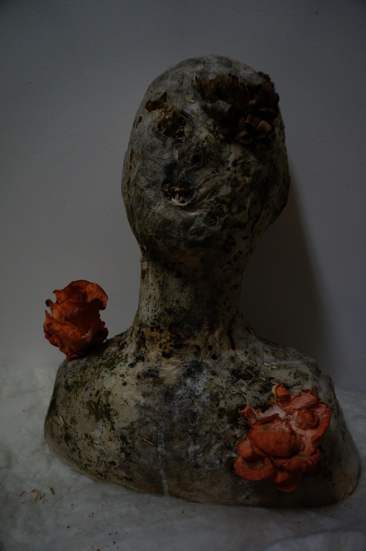 Head stuff with mycelium mushroom  emerge.