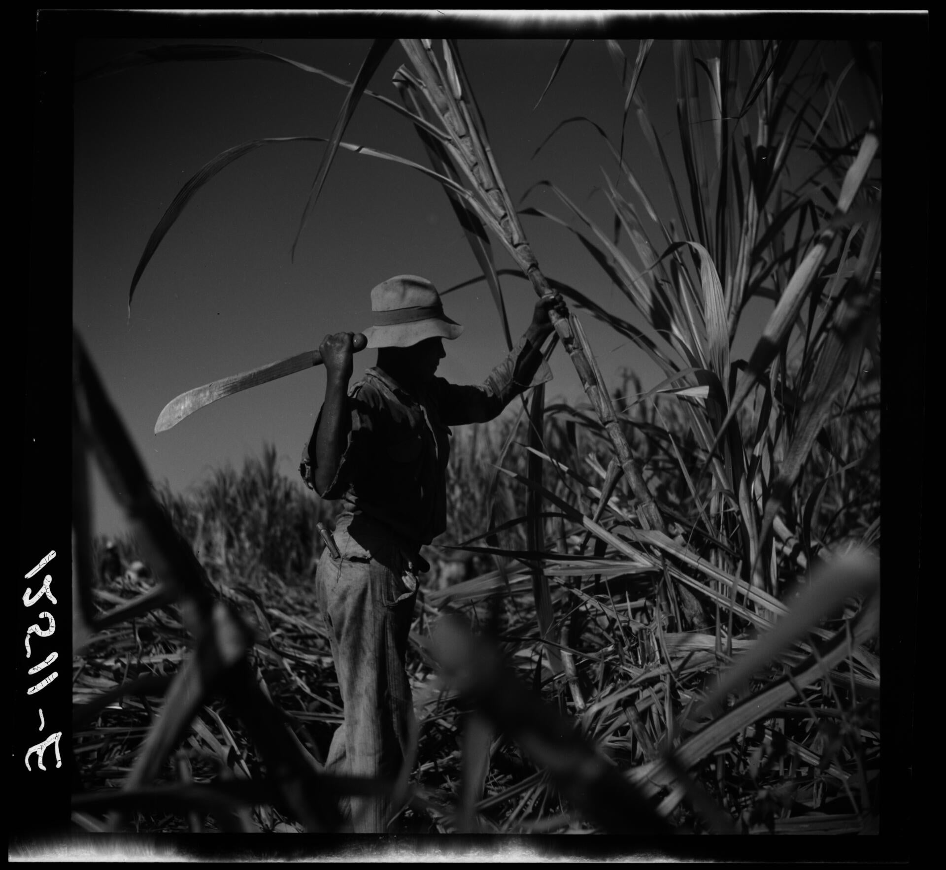 Jíbaro, sugar cane worker photograph by Jack Delano. 