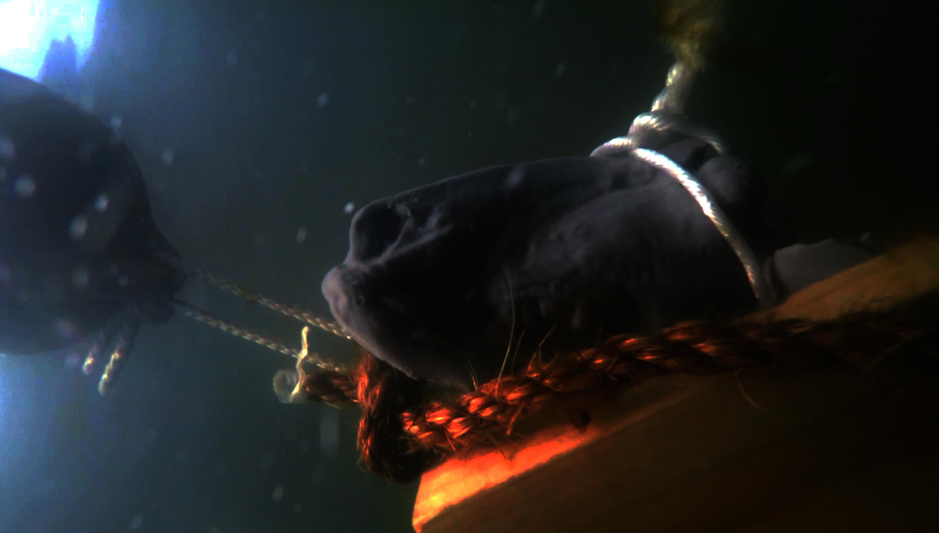 A plastic lamb head, based on a 3D scan, held under the water.