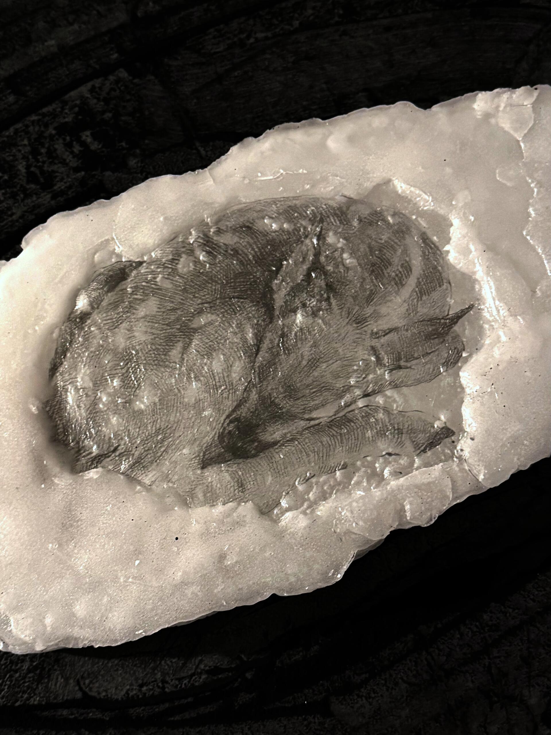 Close-up of a translucent sleeping fawn image embedded in white paraffin on a dark charcoal-covered surface.
