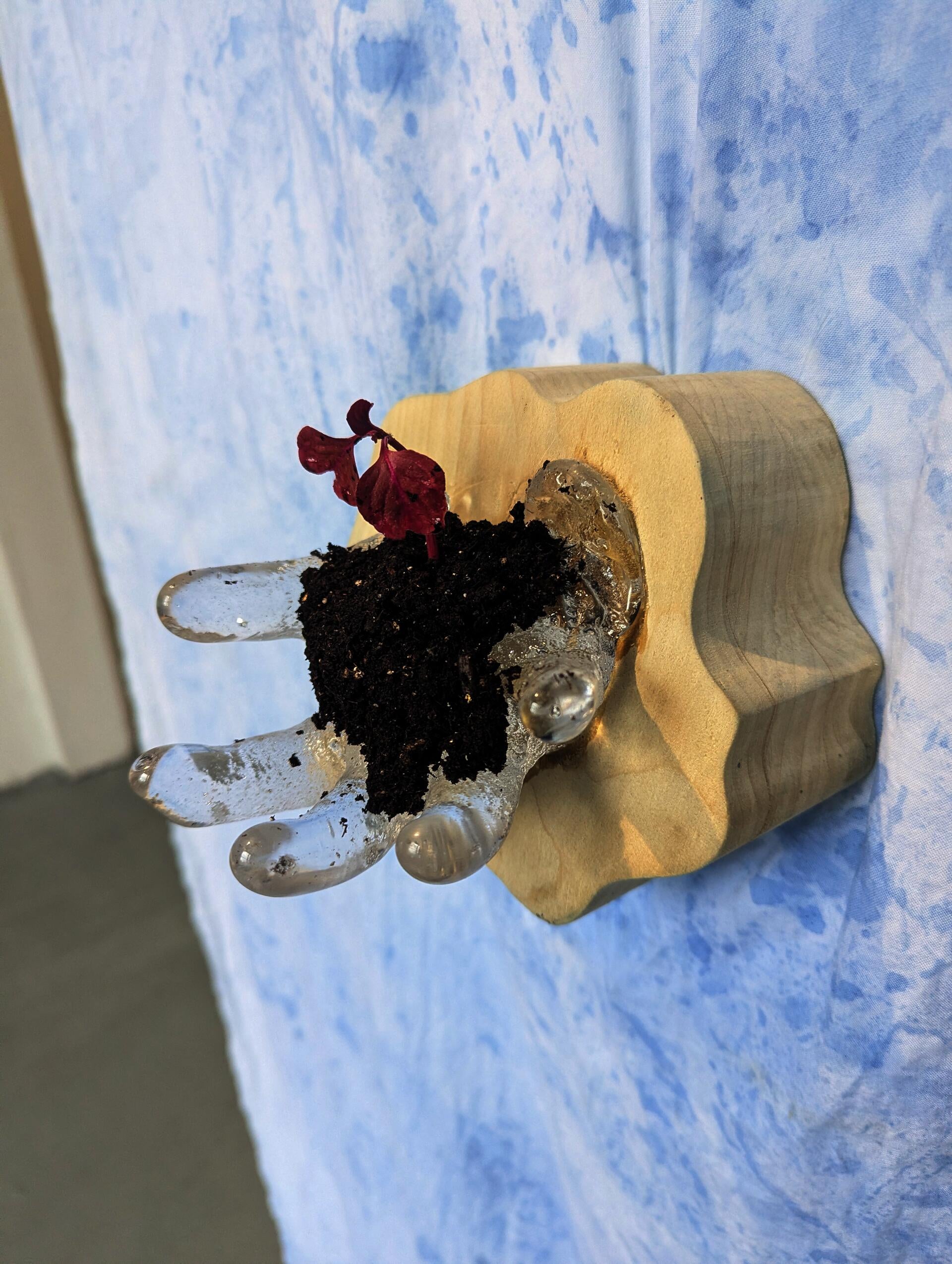 Close up of red herbal leaf planted in soil nestled in a glass hand mounted on a wood base, set against indigo-dyed white fabric hung vertically.