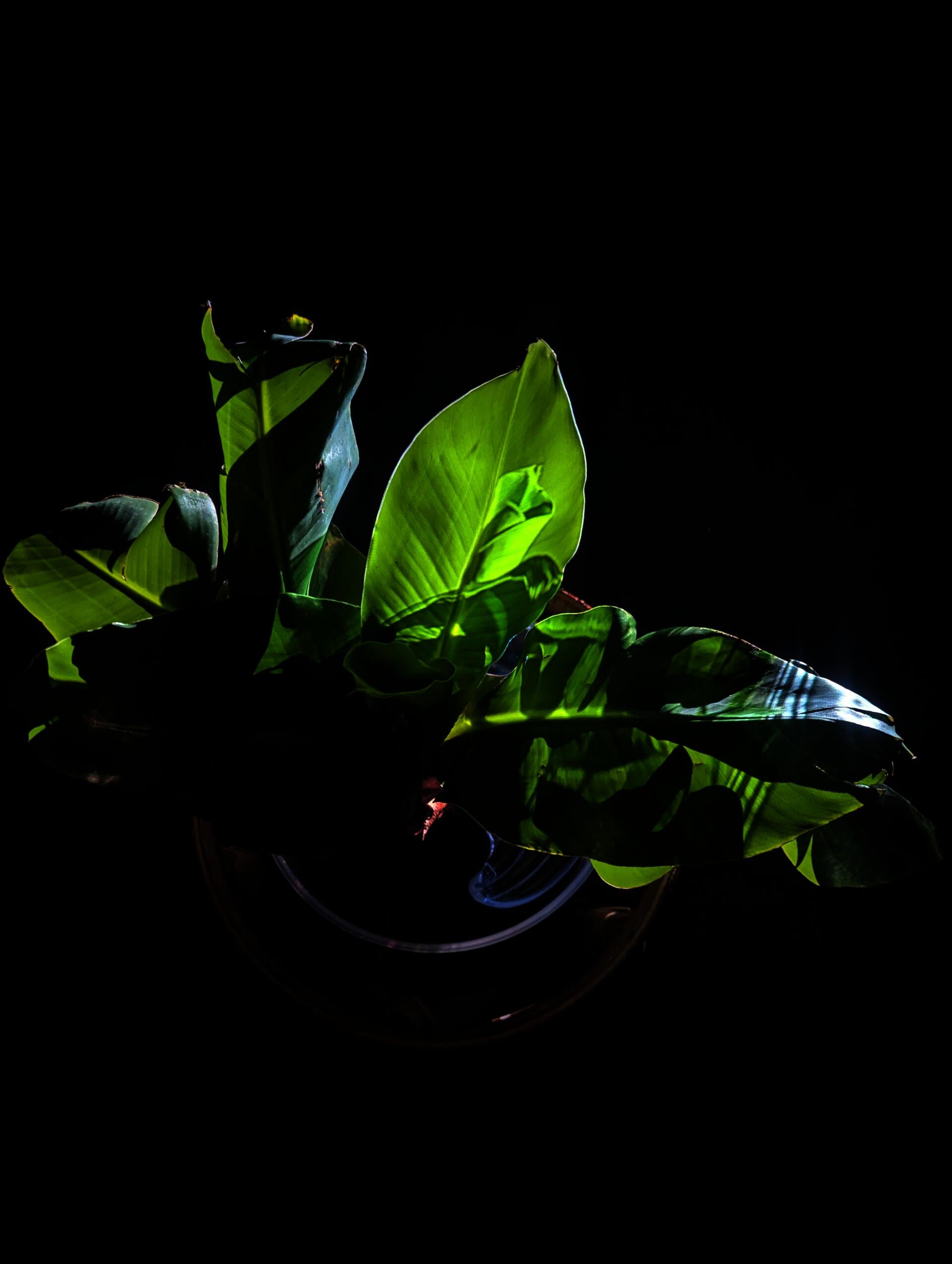 Detail shot of a video projection of a baby banana tree intermittently shaking overlays a live banana tree plant in darkness.