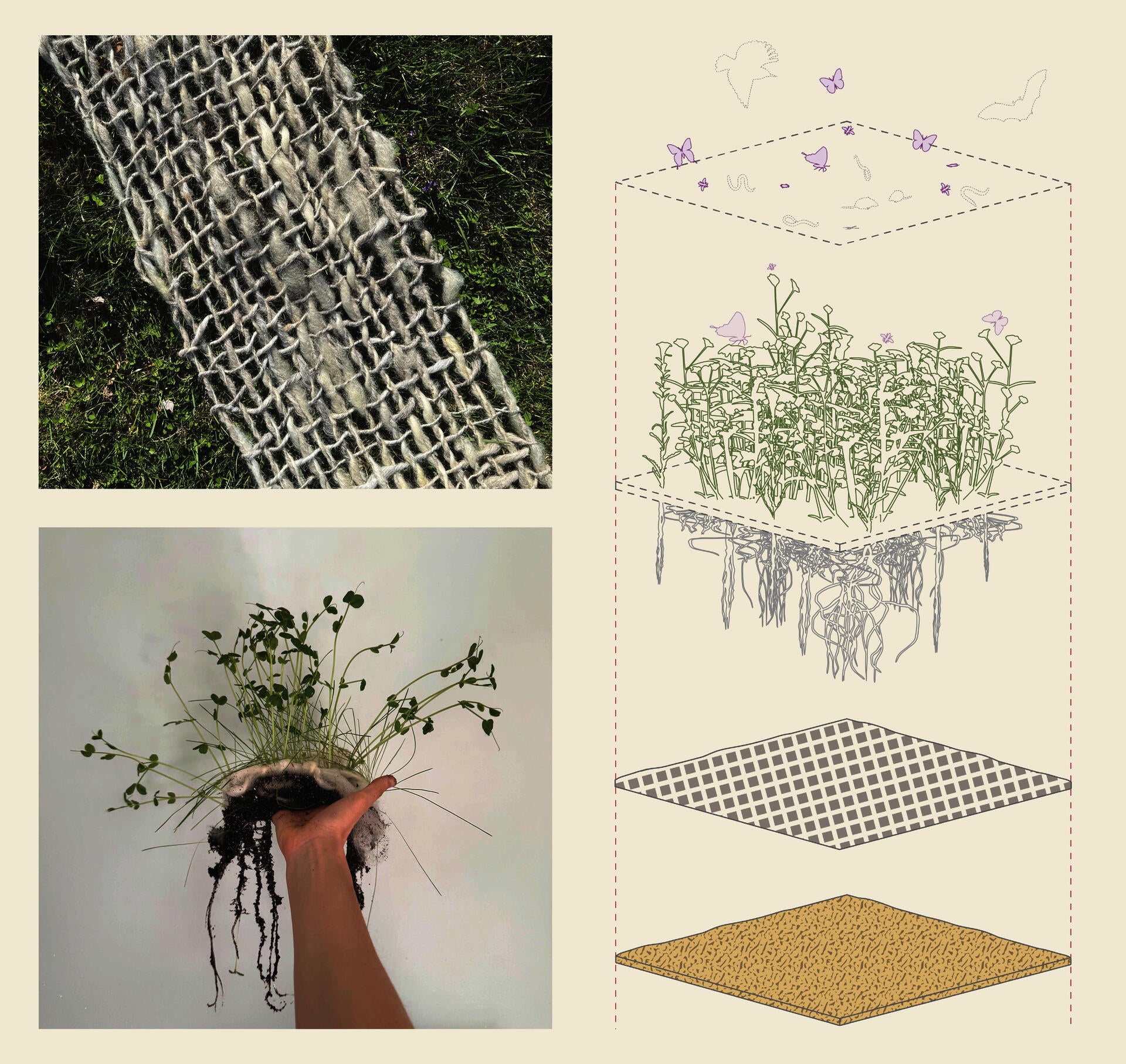This graphic has three images: 1- A close up of loosely woven waste wool yarn on top of green grass. 2- A geotextile that is growing with green leafy plants. 3- An exploded axon drawing that diagrams the layers of the geotextile: soil, woven wool yarn, and plant material.
