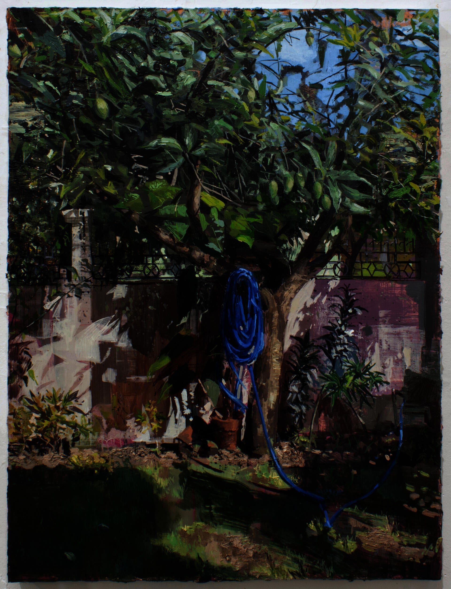 Sunlit mango tree with a blue hose in a garden.