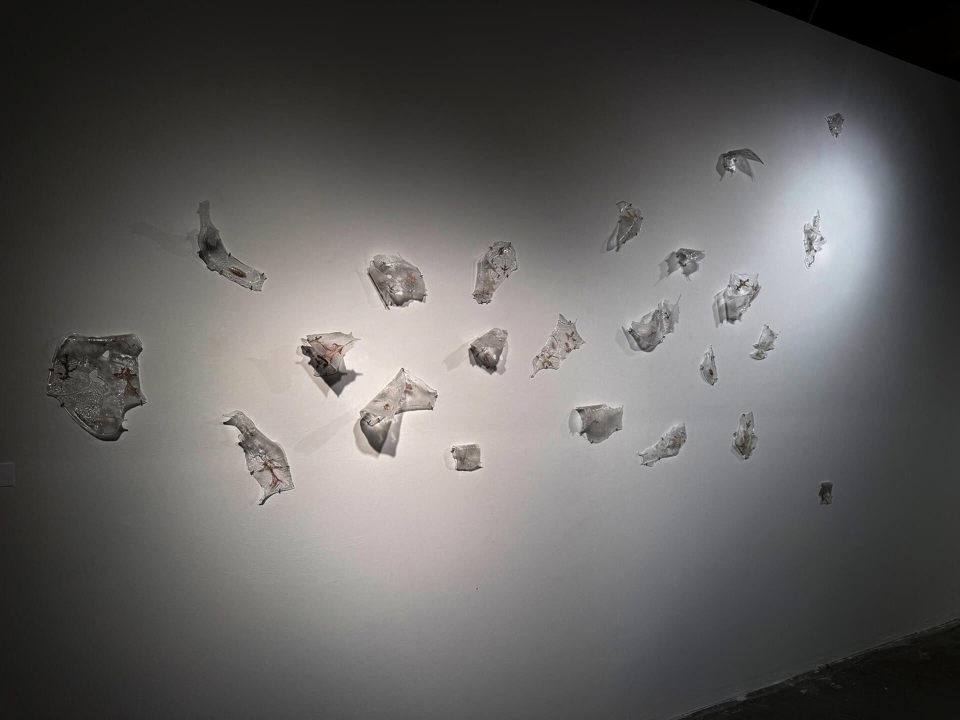 Variously sized, amorphous shapes of thin sheet glass are installed on a white wall, twisting off of the wall's surface, with the wall extending in the distance. Traces of brown, oak leaf ashes are embedded within the glass. 