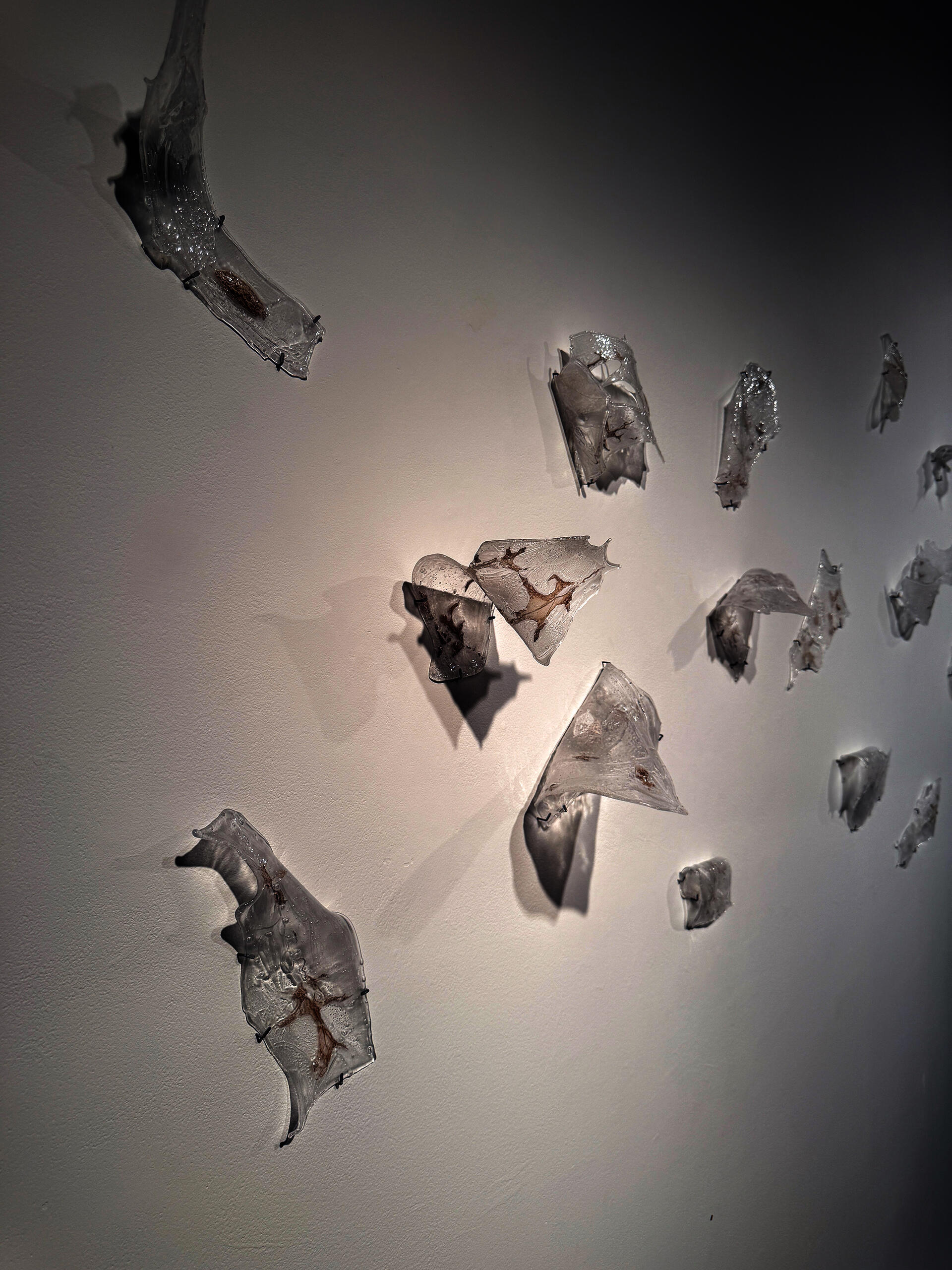 A close up of variously sized, amorphous shapes of thin sheet glass installed on a white wall, twisting off of the wall's surface. Traces of brown, oak leaf ashes are embedded within the glass. 
