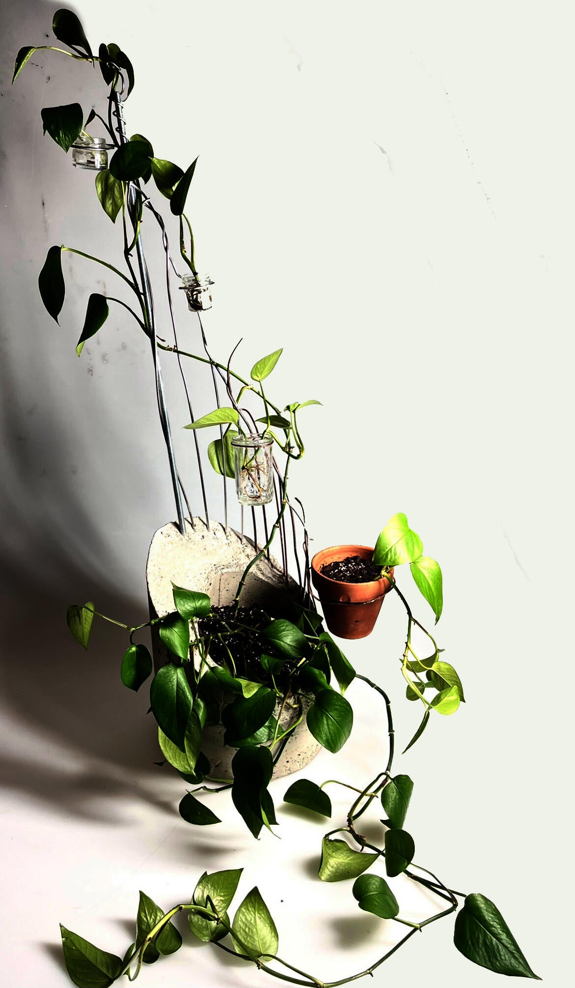 A concrete planter with a plant inside, and a vine trailing up a metal trellis.