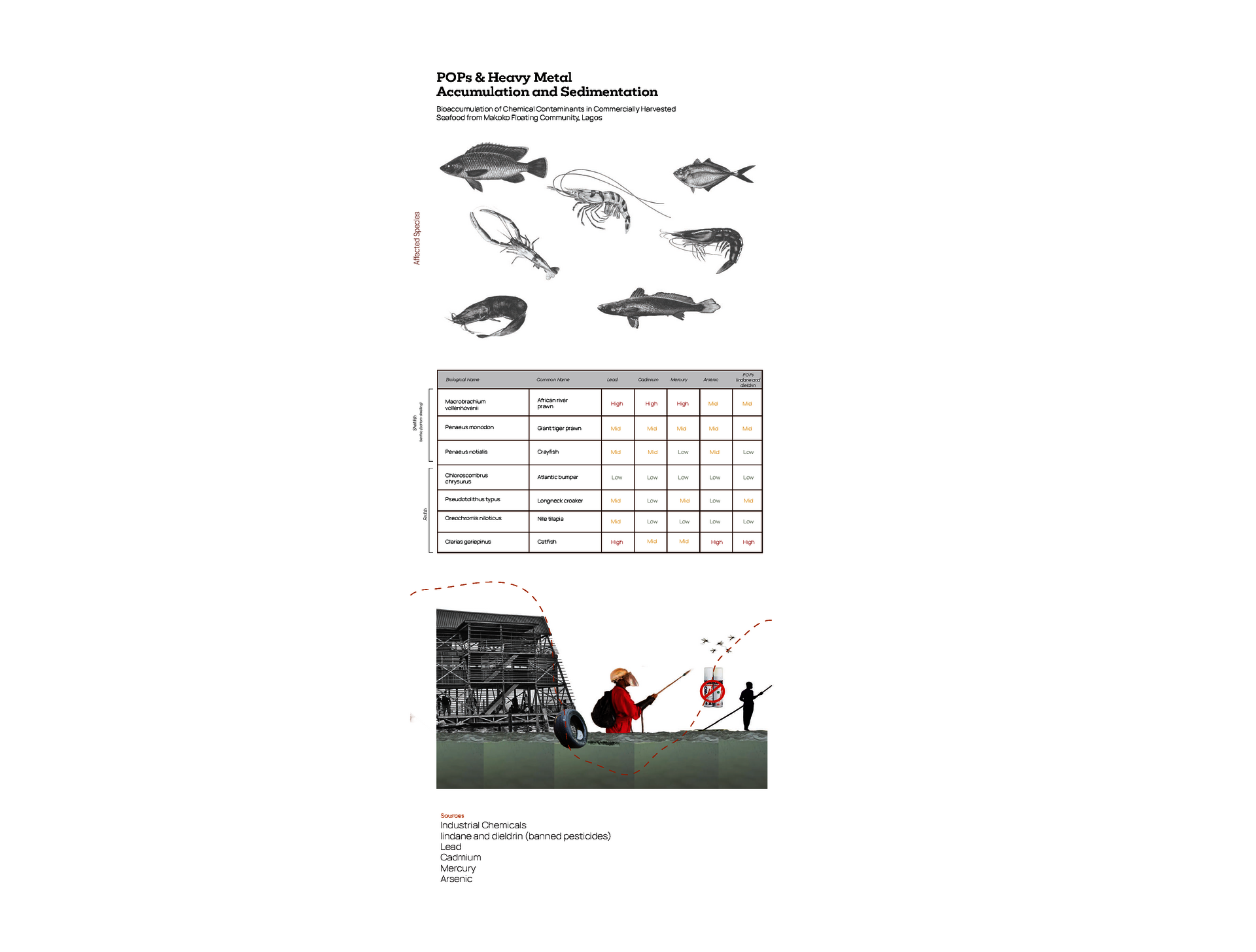 Infographic on POPs and heavy metal contamination in Makoko seafood, showing illustrated affected species, a data table rating lead, cadmium, mercury and arsenic levels, and a diagram of pollutant pathways.