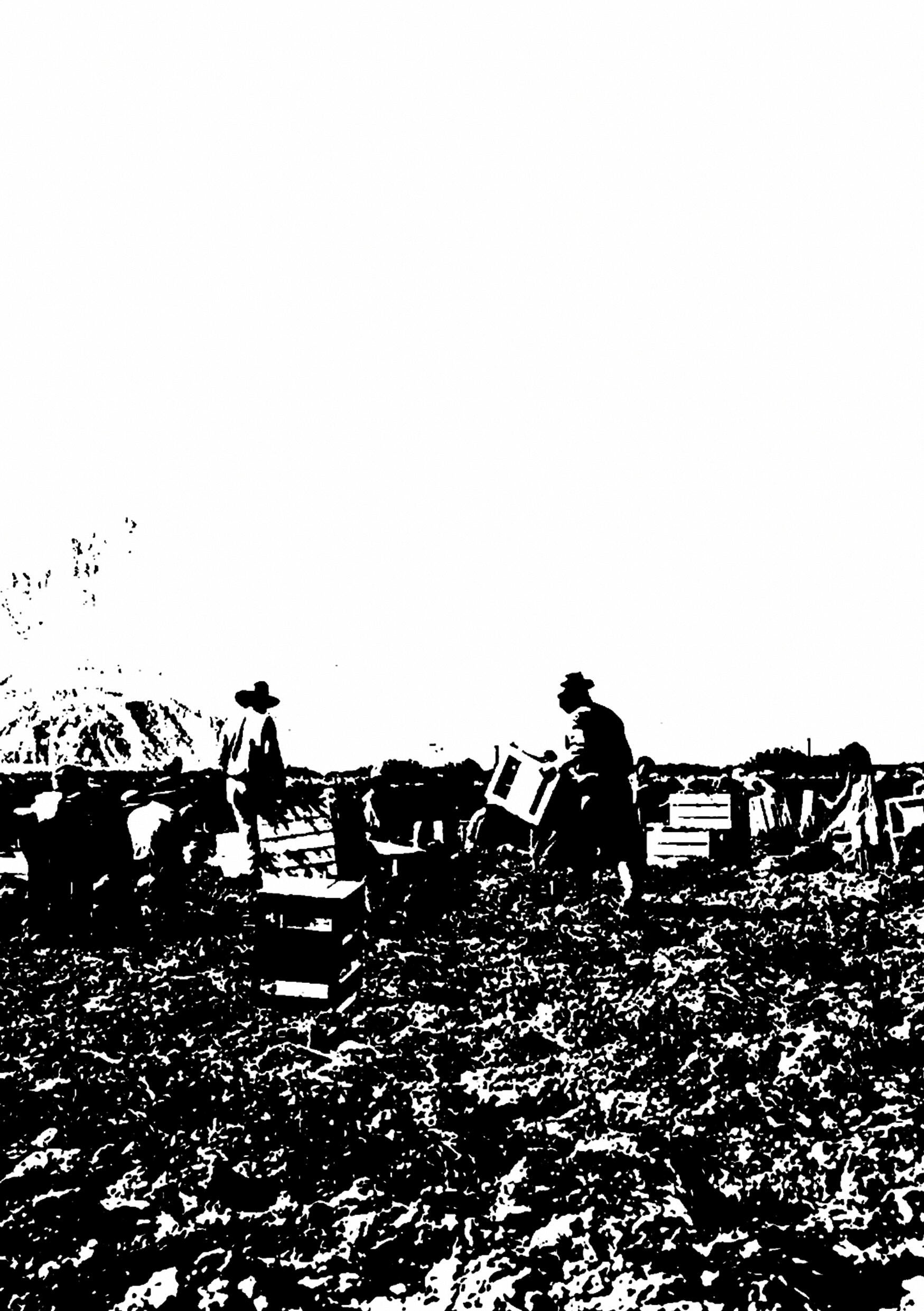 Farm workers in the desert in the Coachella Valley, California in the 80's.