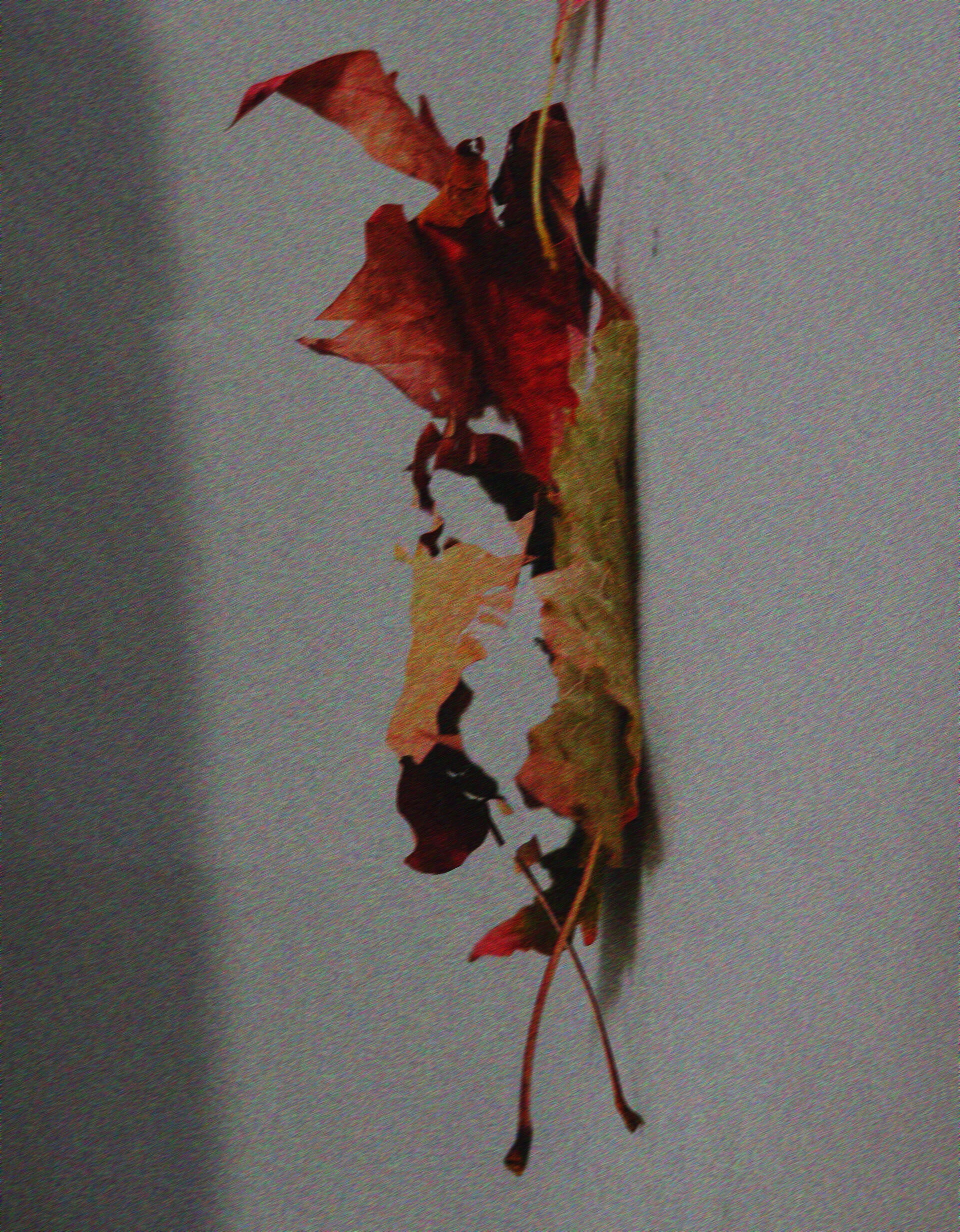 a small pile of fallen leaves rotated to hang vertically — crimson at the top, fading to dried green and pale yellow below — against a soft gray background.
