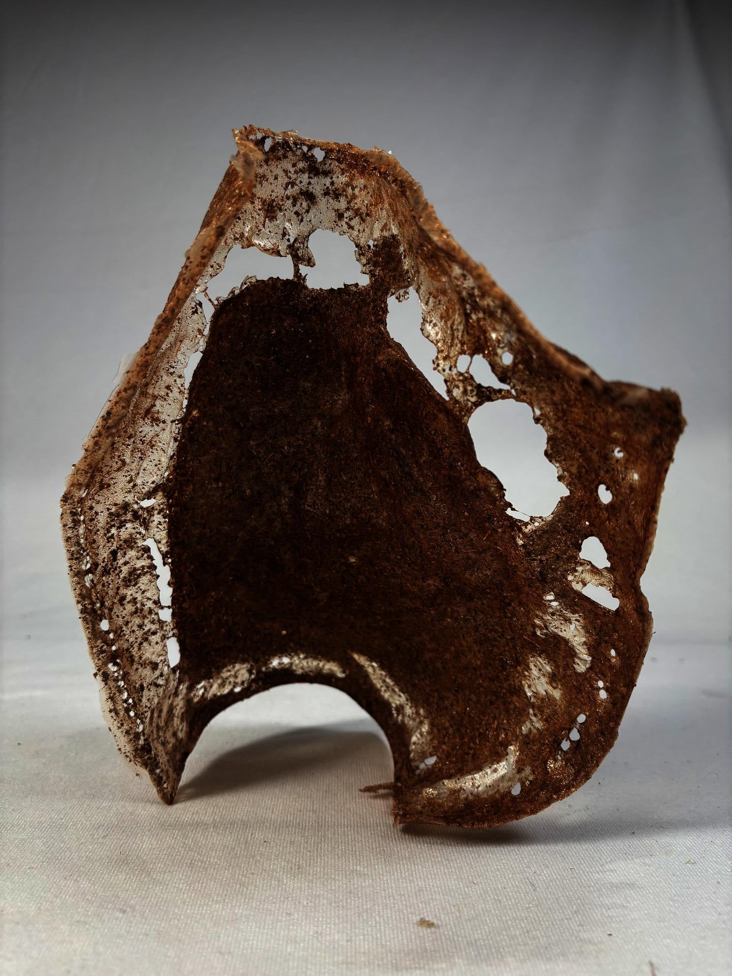 a sheet of fallen-leaf bio-composite stands upright on a white surface. Brown and fibrous in the center, with translucent, lace-like edges full of small holes.