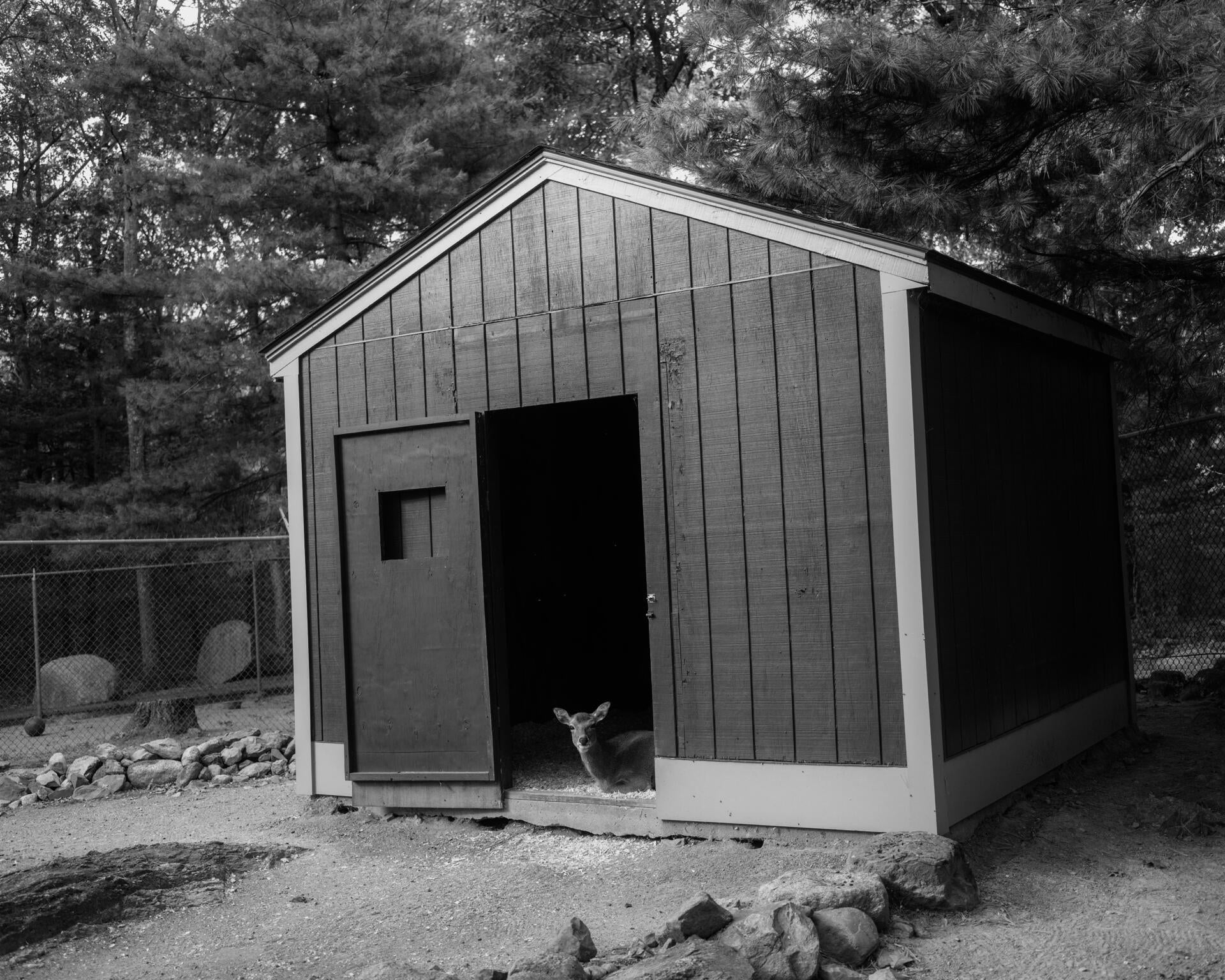 Black and White photograph of a fawn sitting at the doorway of a wooden shed, looking directly at the viewer. Metal fence and evergreen trees surround the shed in the backdrop.