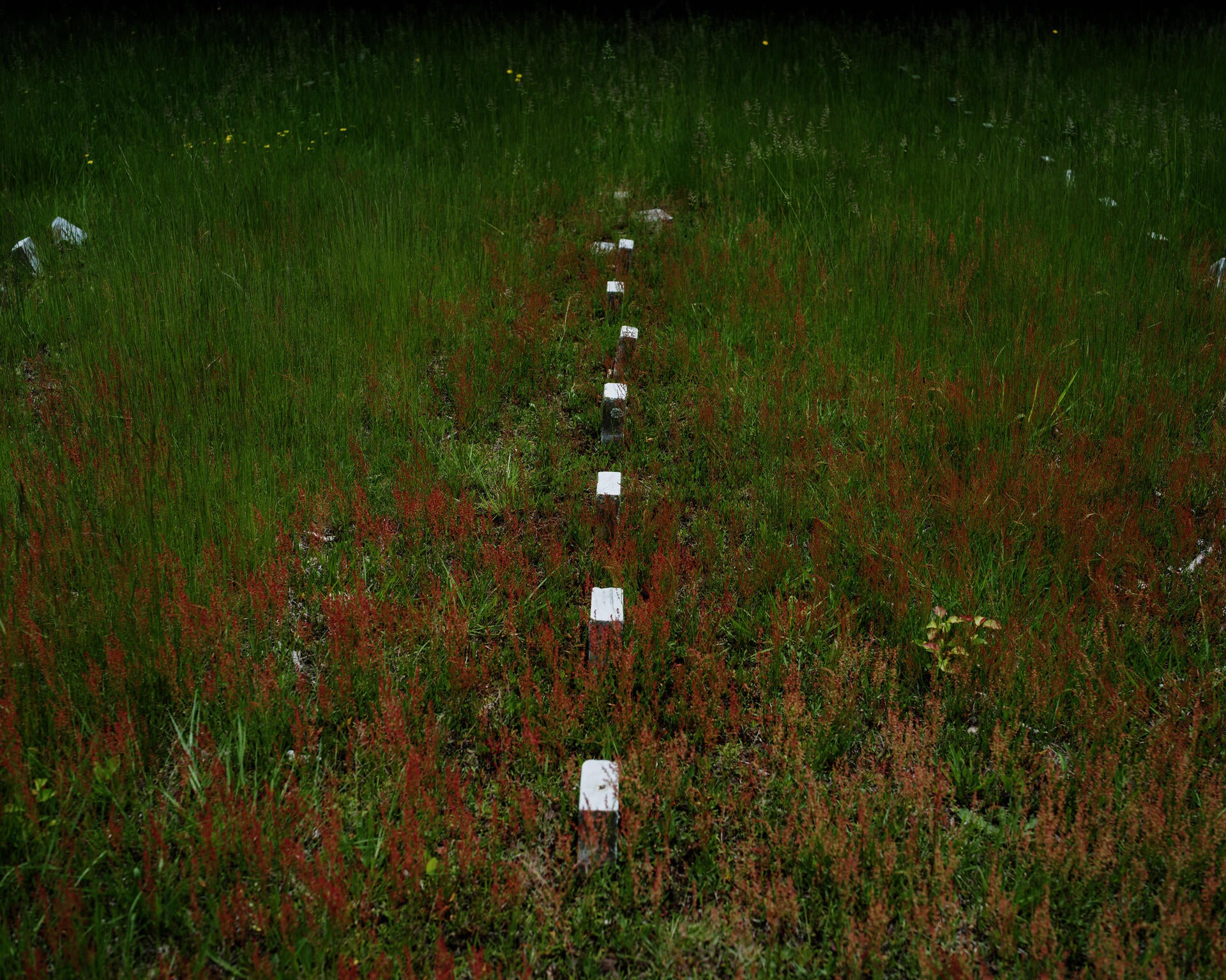 Color photograph of white marble gravestones lined up in a field of green and red grass, almost forming a straight line in the center of the frame.