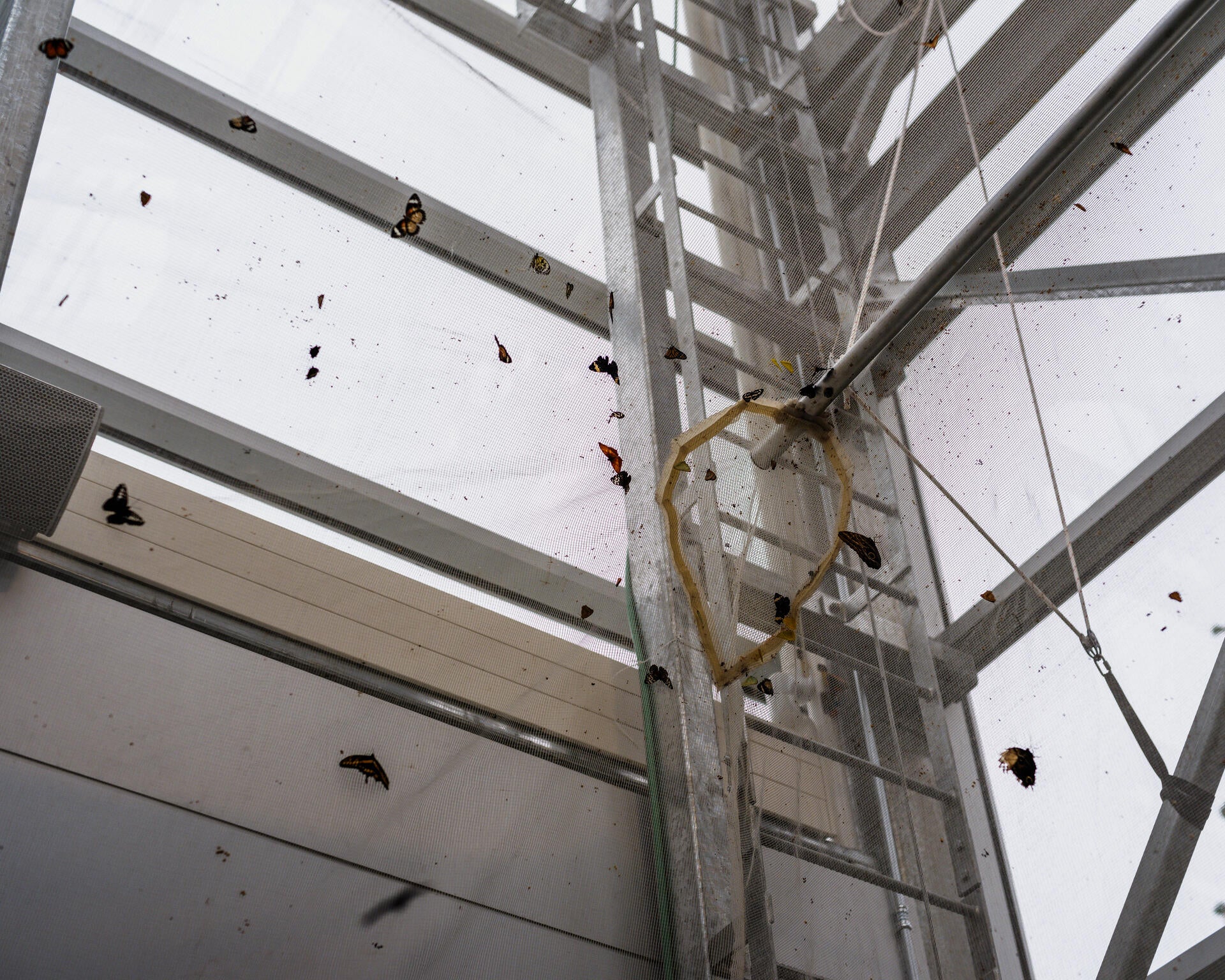 Color photograph of a kaleidoscope of butterflies, fluttering around a thin white net, inside the metal structure of an indoor garden. Flakes of their wings are caught in the net.