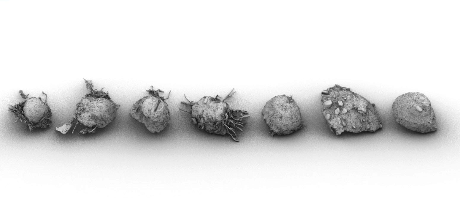 Rendering of seven 3D-scanned plaster ground casts arranged in a transect, showing varied bowl-shaped forms and textures collected from different points across a landscape.