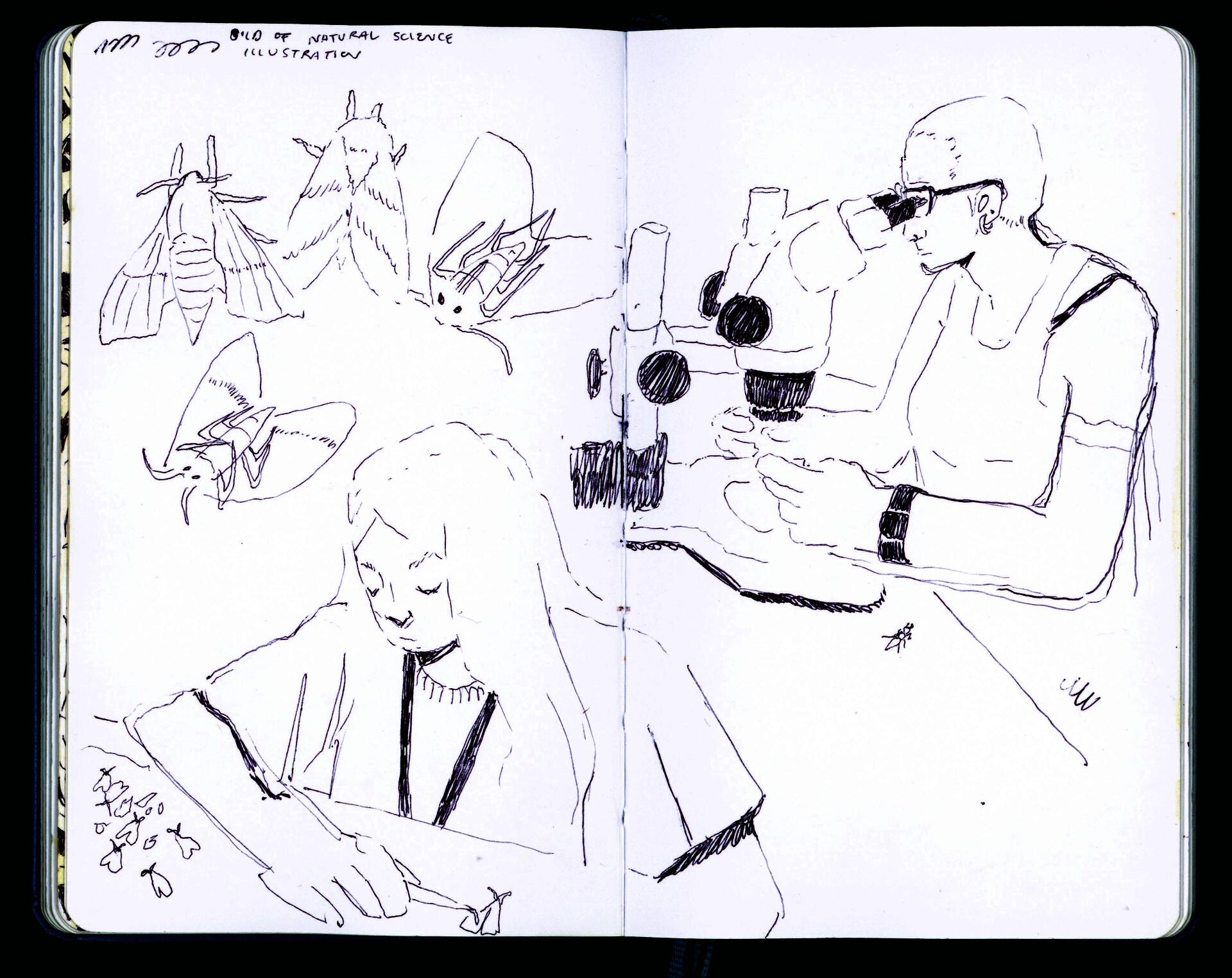 Sketchbook spread depicting moths displayed on a table and a person looking at them under the microscope. 
