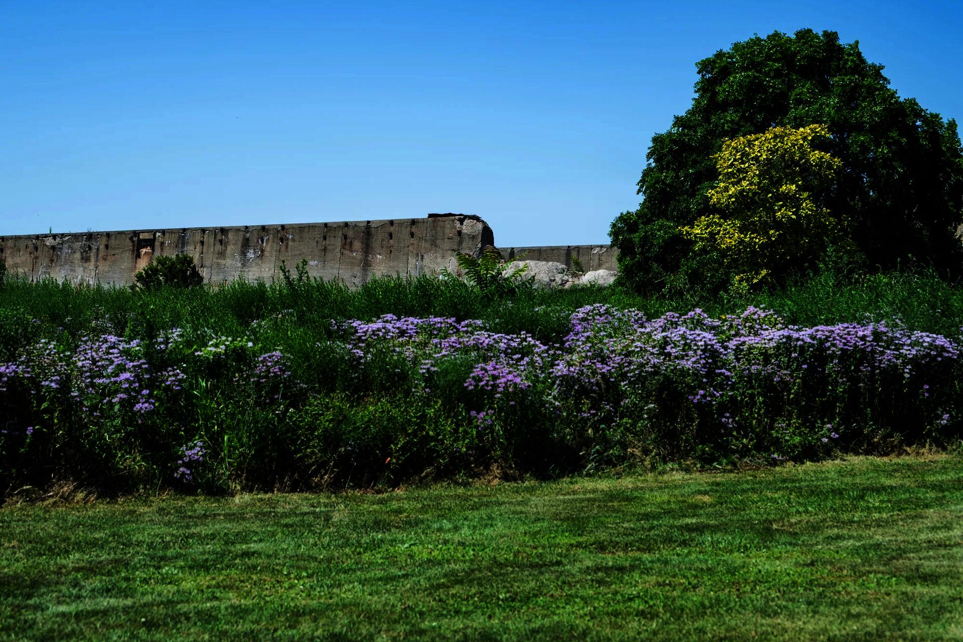An existing image of the site in its current condition hosting a variety of plant and bird species