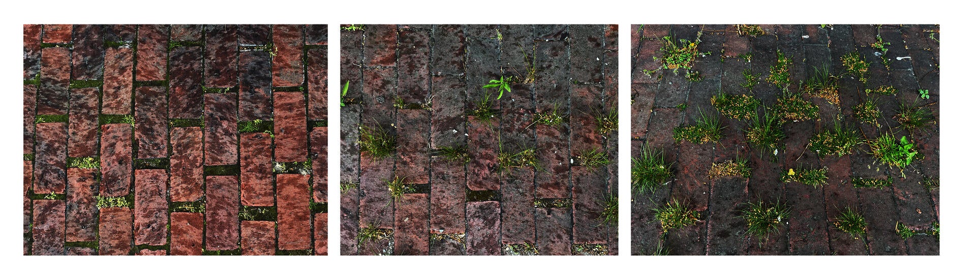Three images of brick paving with moss and grass growing in the joints where water and subgrade make contact.
