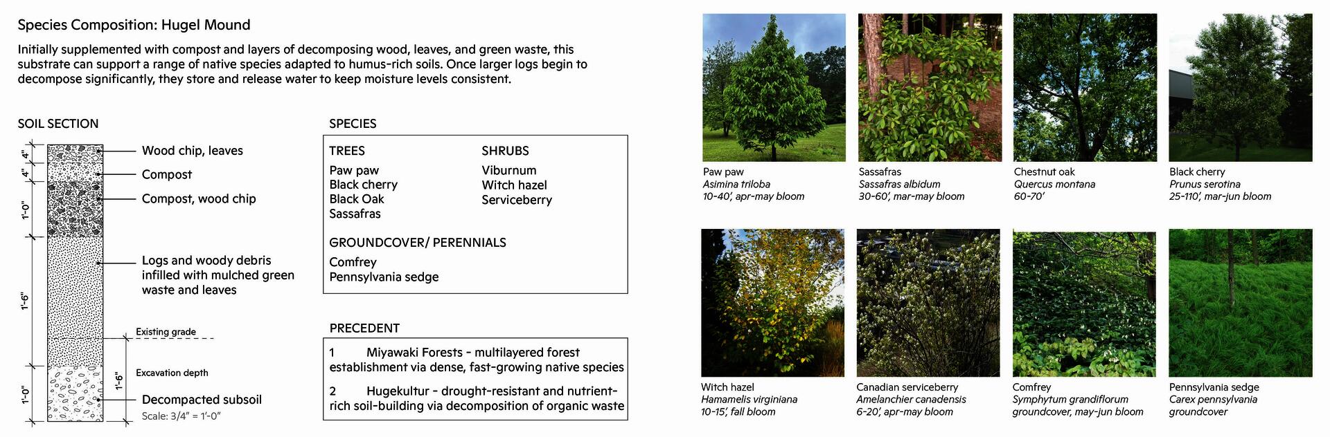 Planting palette for a hugel mound with images of tree, shrub, and groundcover species.