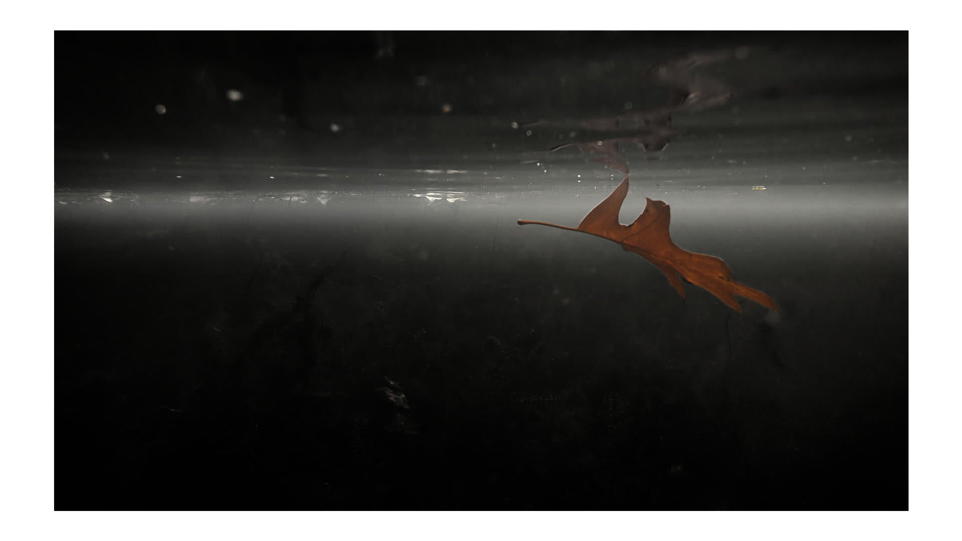 A leaf floats underwater and is reflected across the meniscus