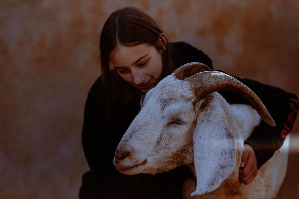 friend and sheep