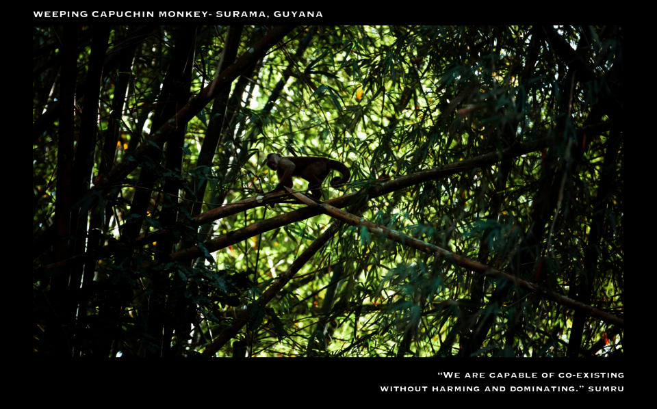 jungle